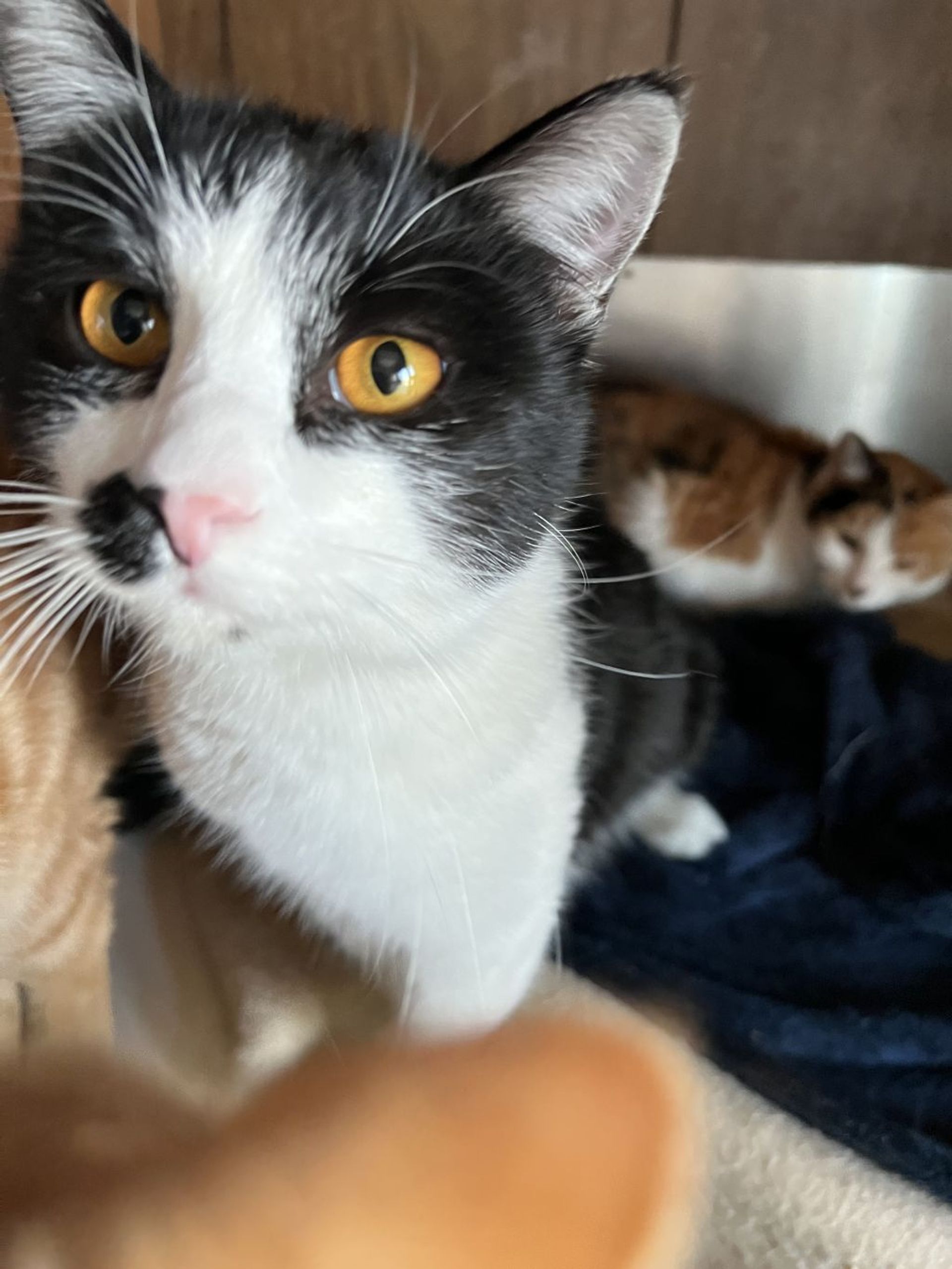 雑種（ミックス猫）・オスの里親募集の写真