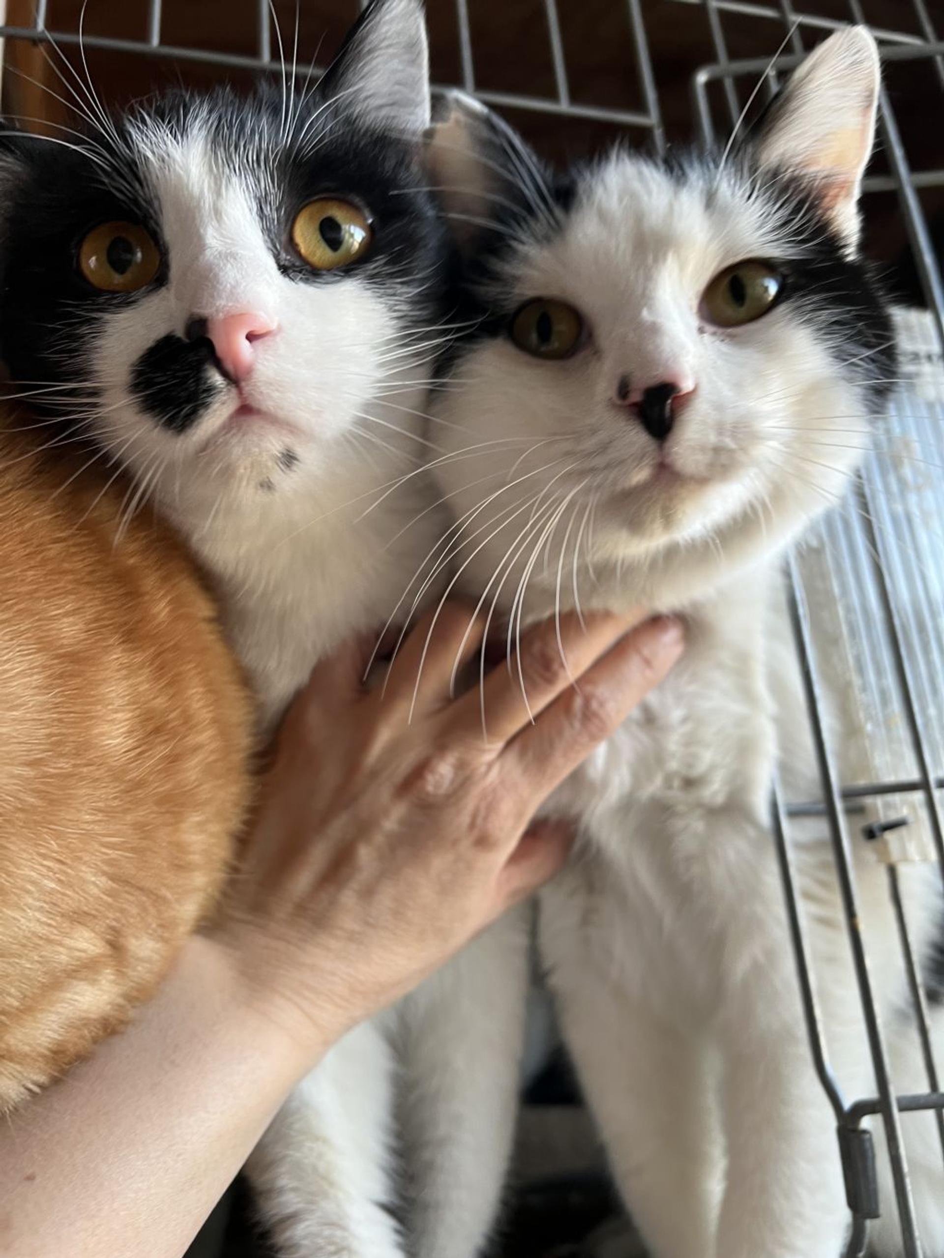 pet-image-3