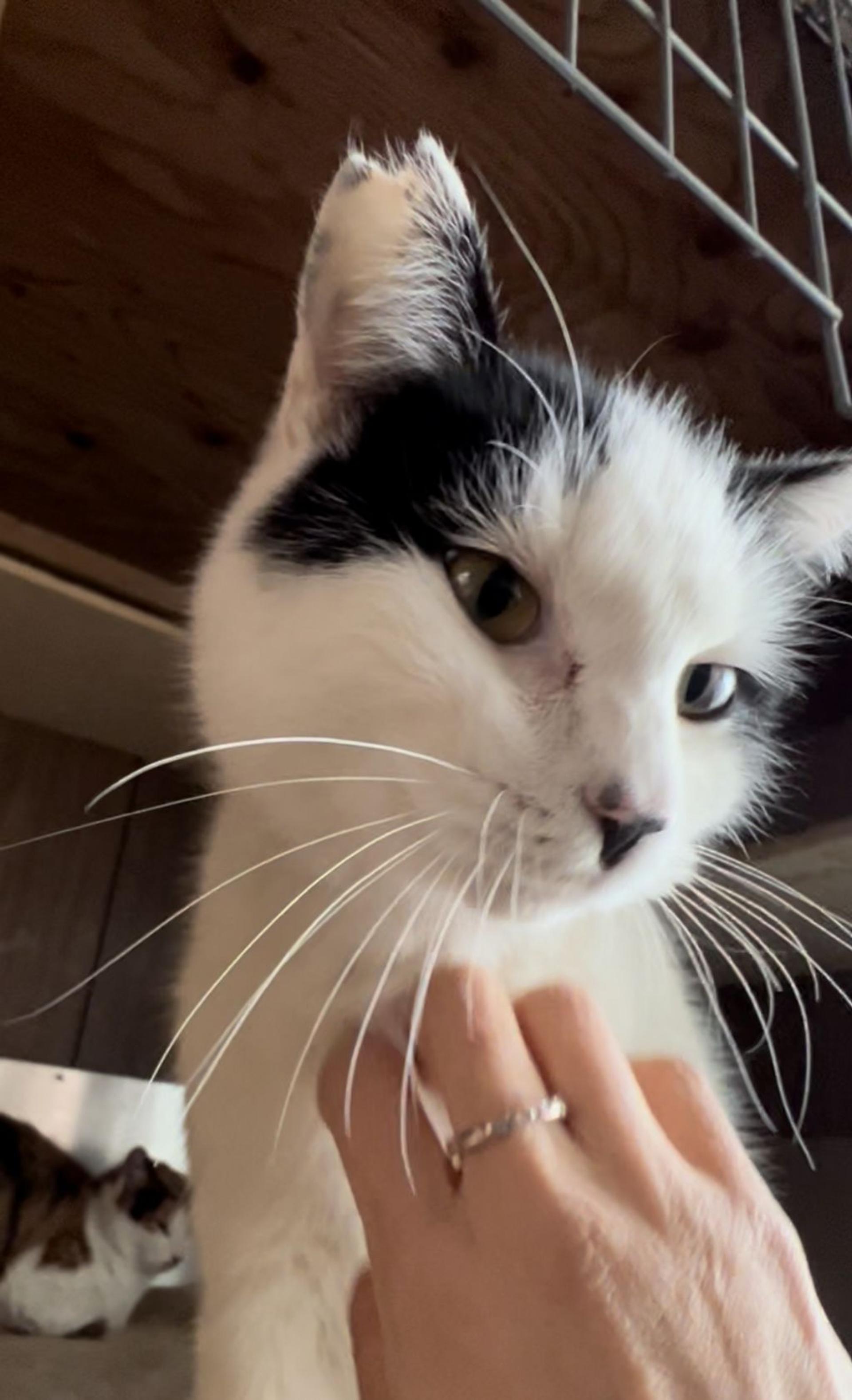 pet-image-3