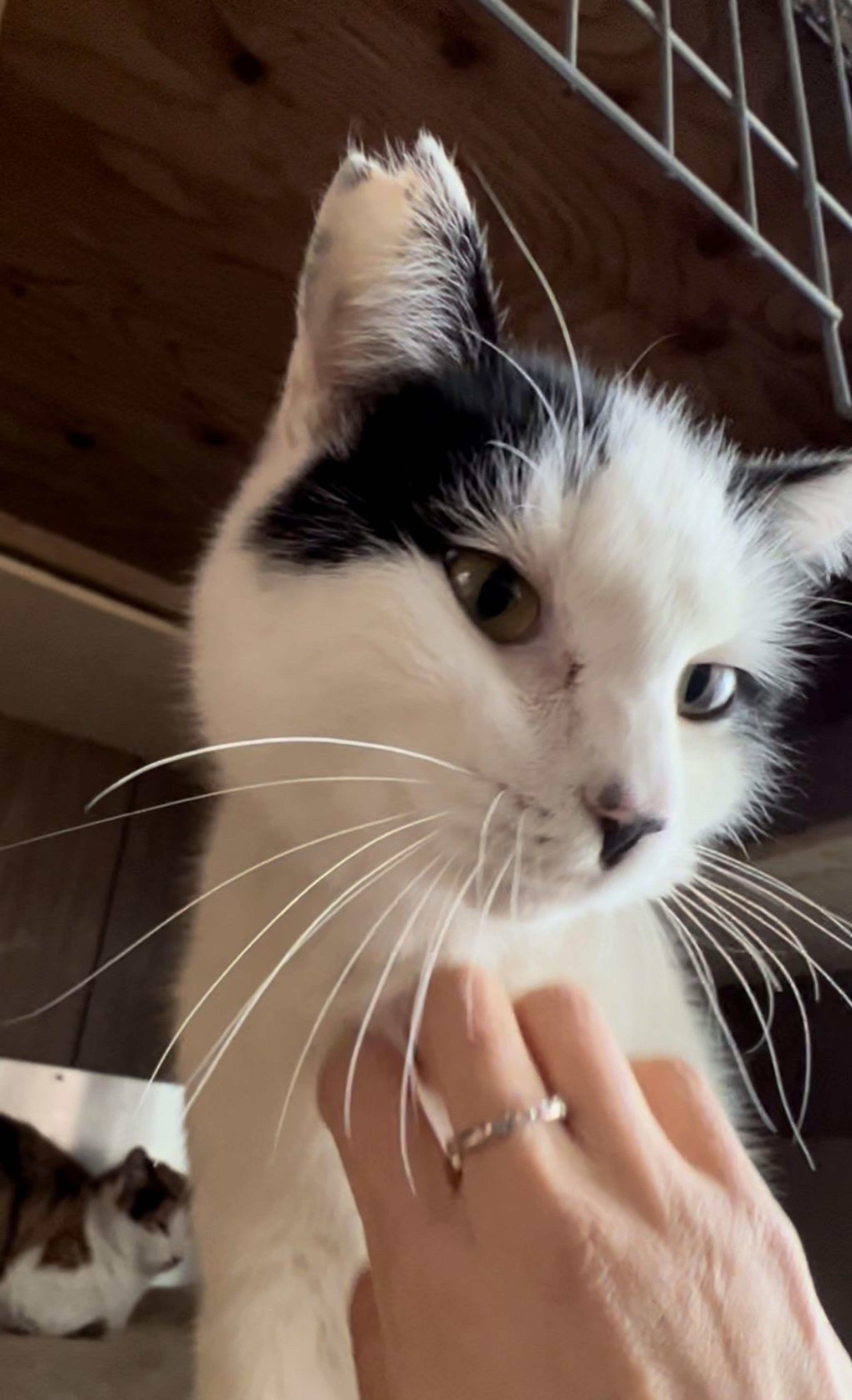 pet-image-3