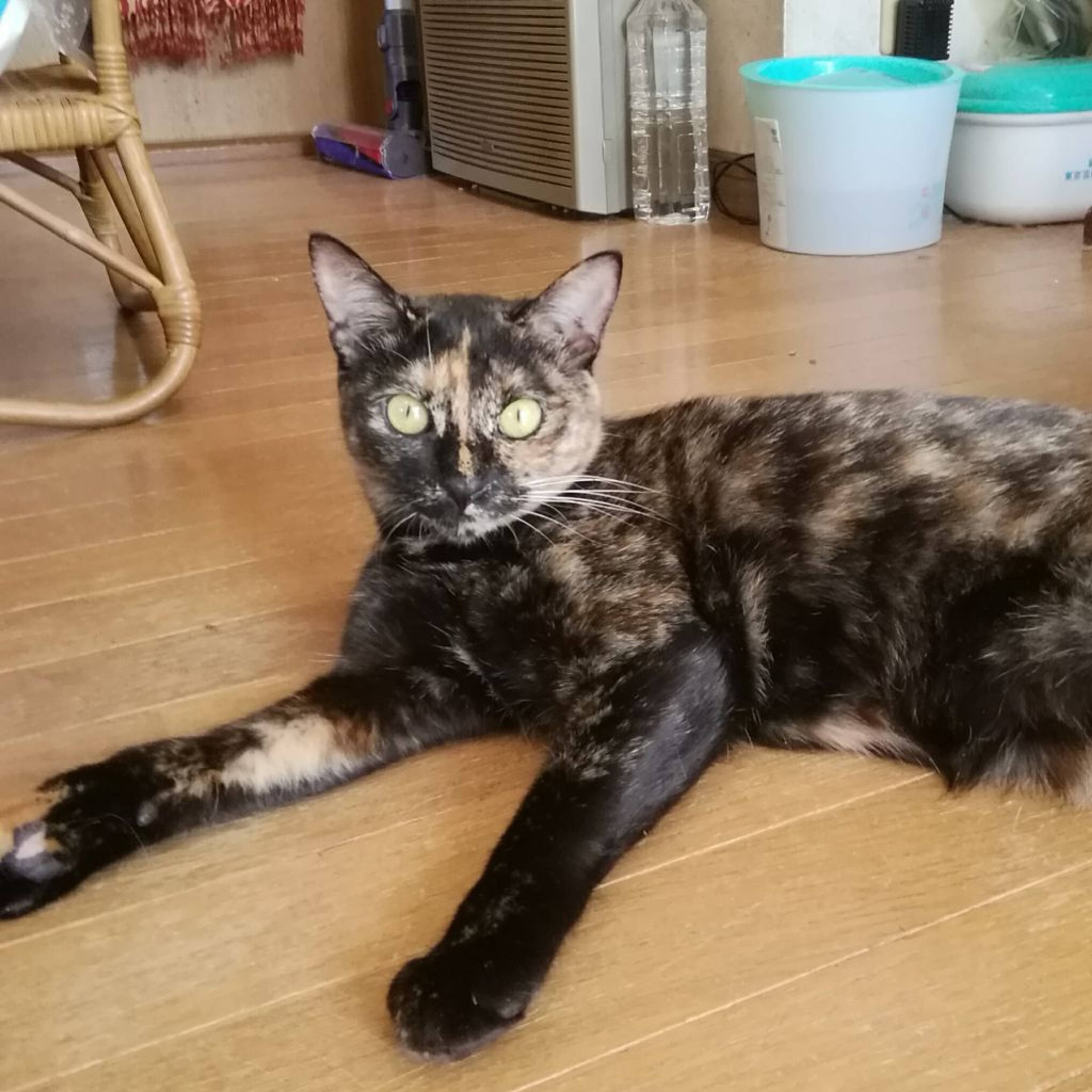 雑種（ミックス猫）・メスの里親募集の写真