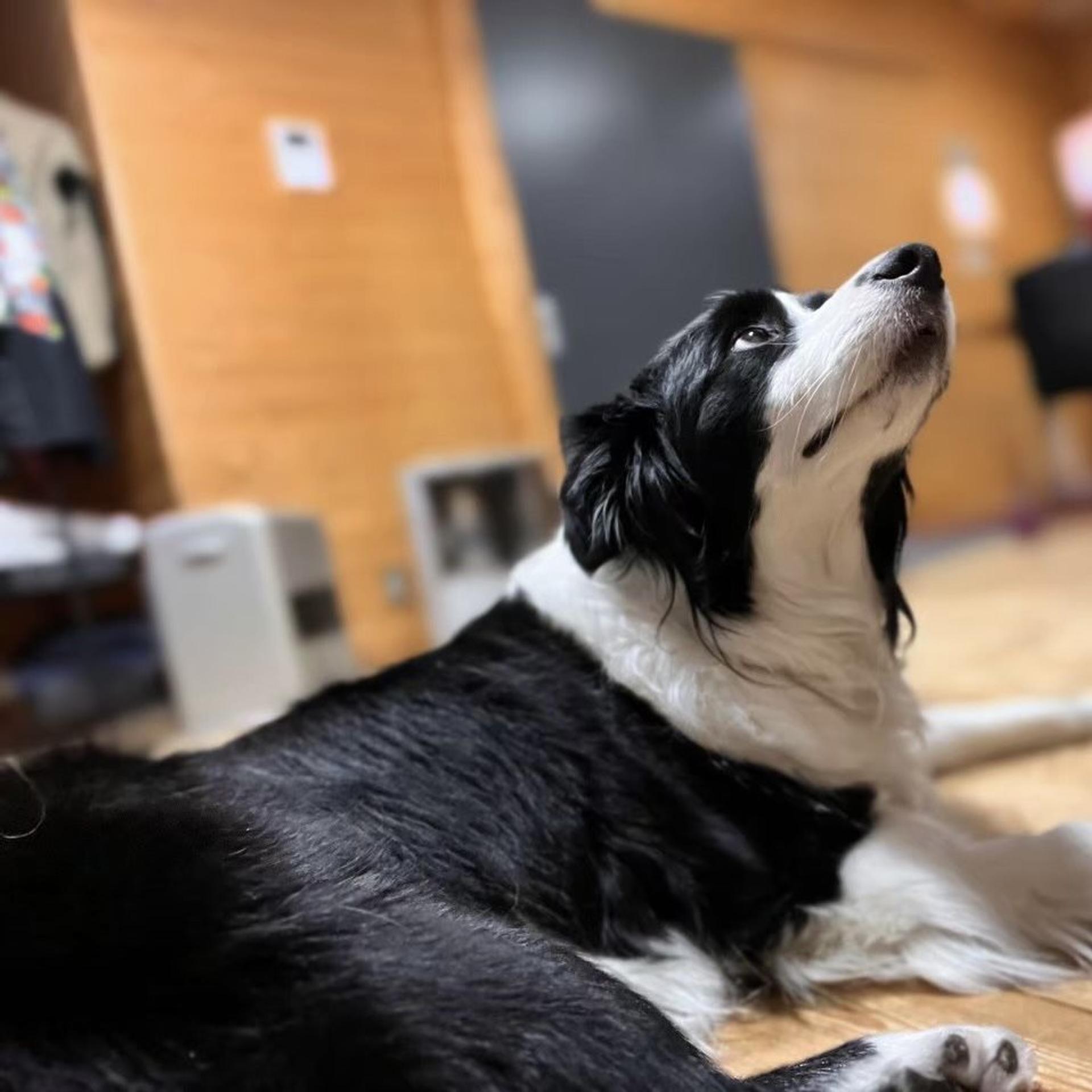pet-image-9