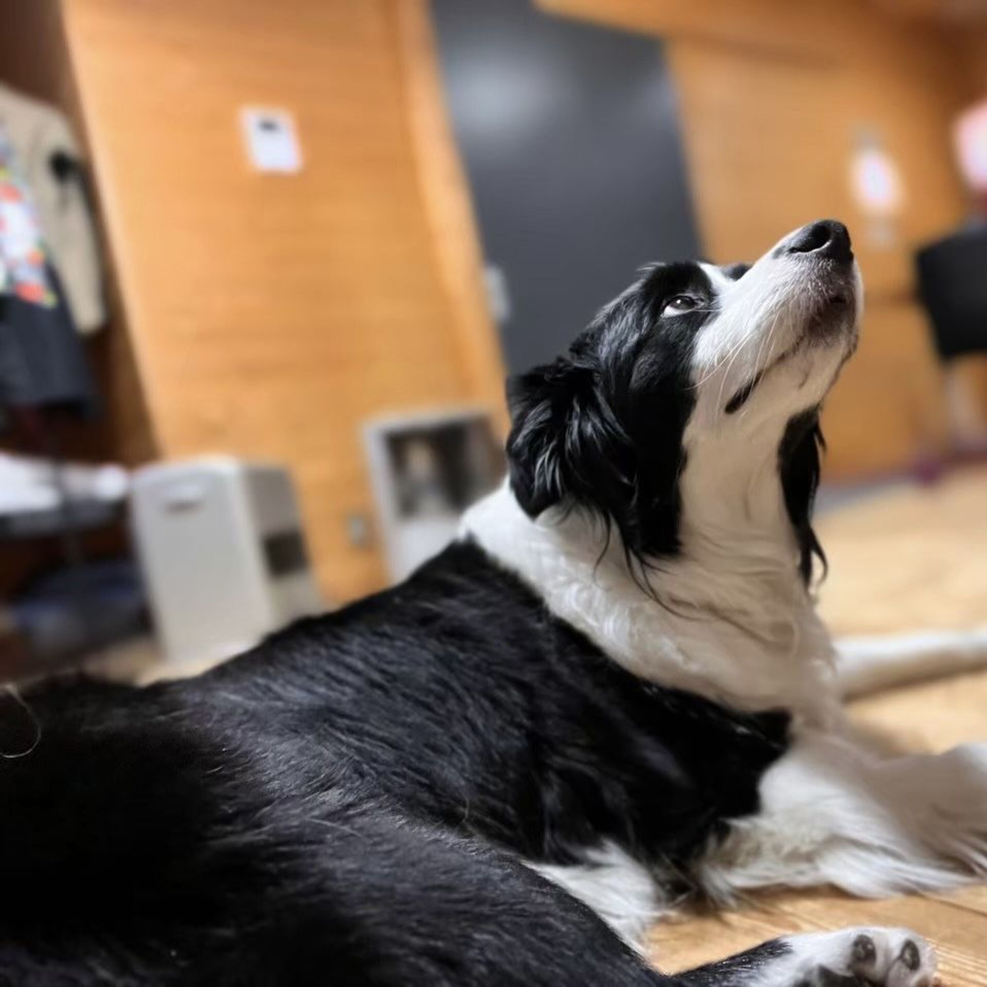 pet-image-9