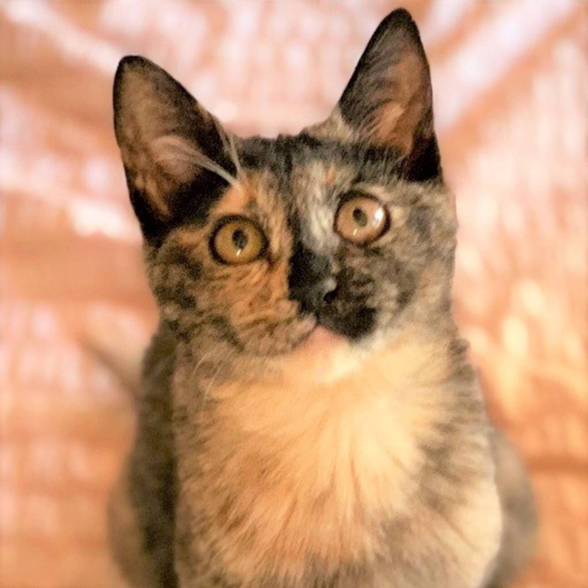 日本猫・メスの里親募集の写真