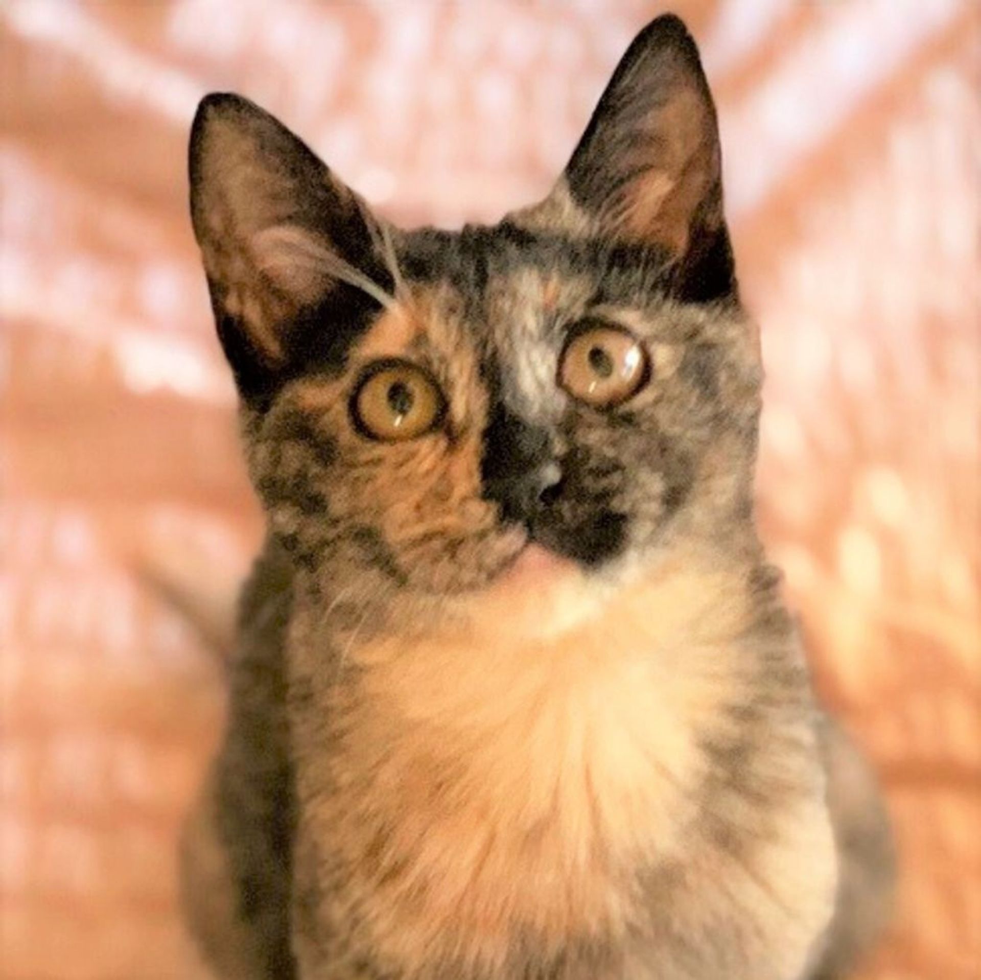日本猫・メスの里親募集の写真