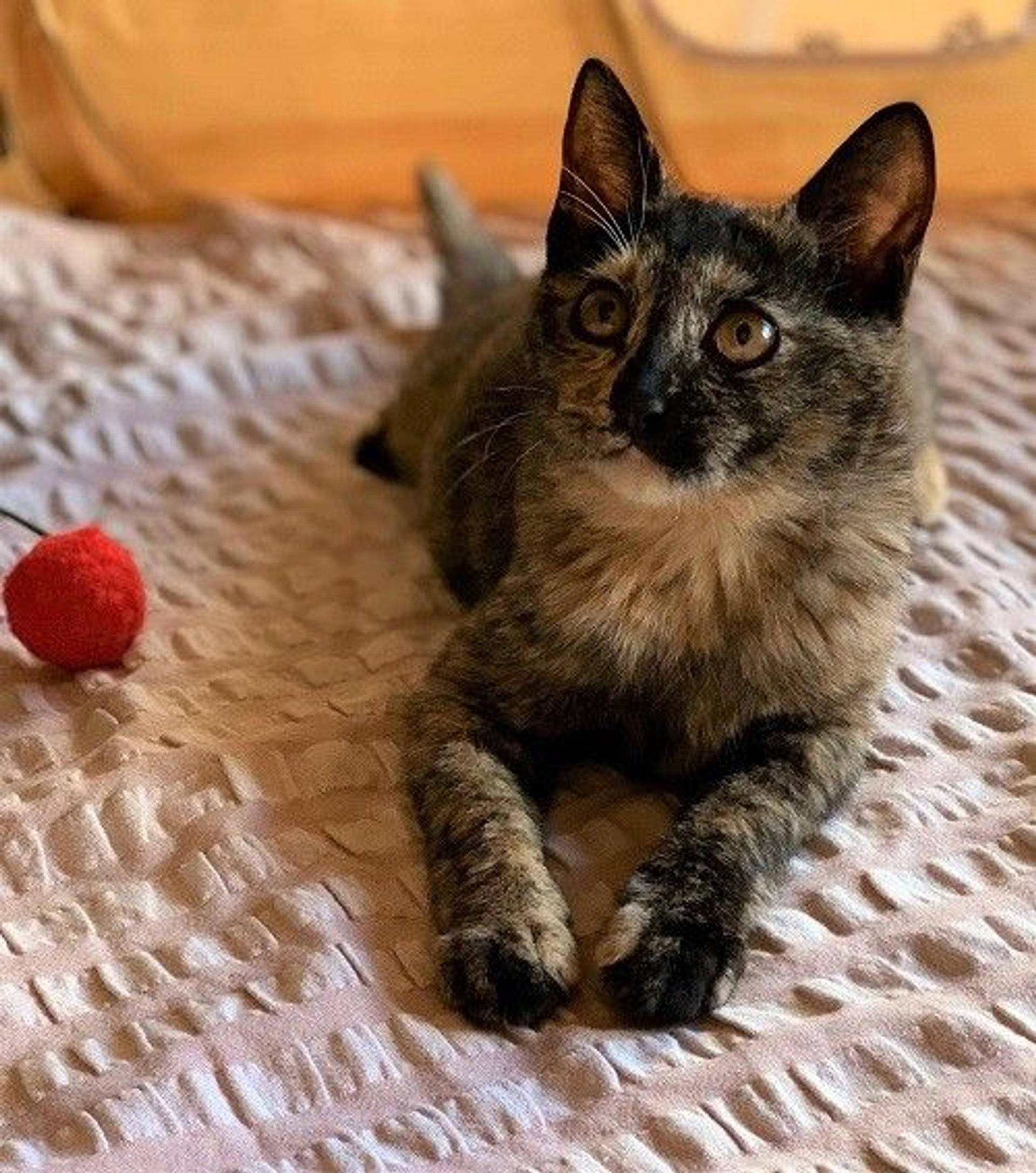 pet-image-3