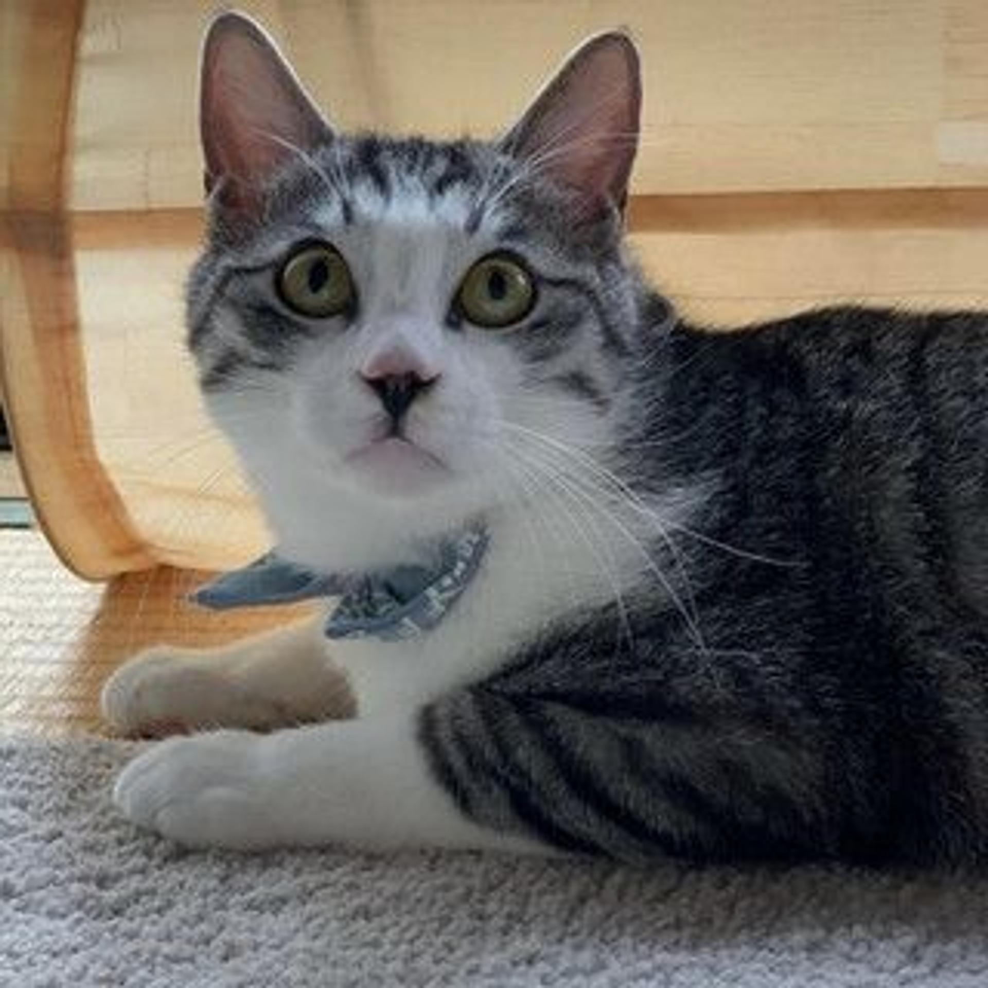 pet-image-2
