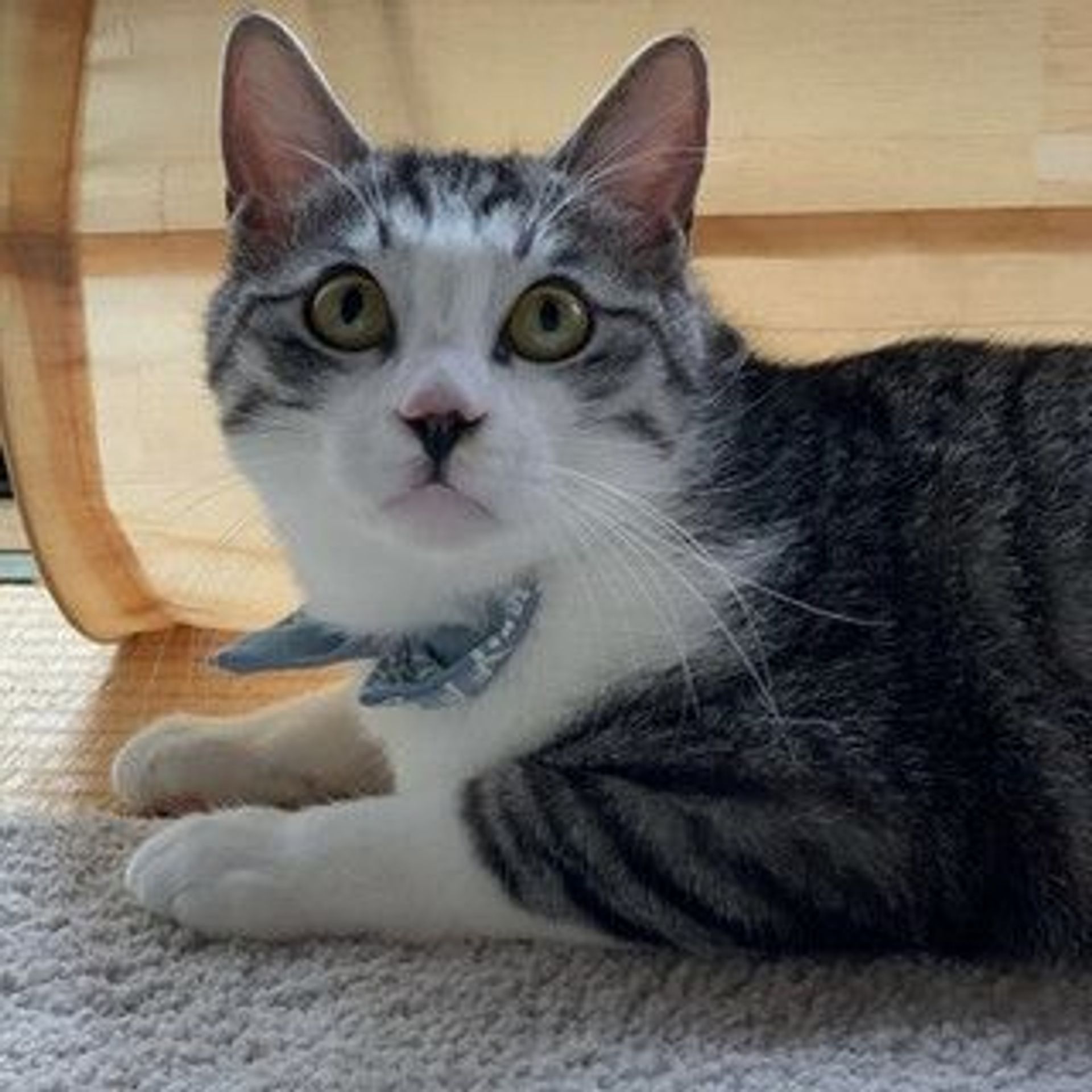 雑種（ミックス猫）・オスの里親募集の写真