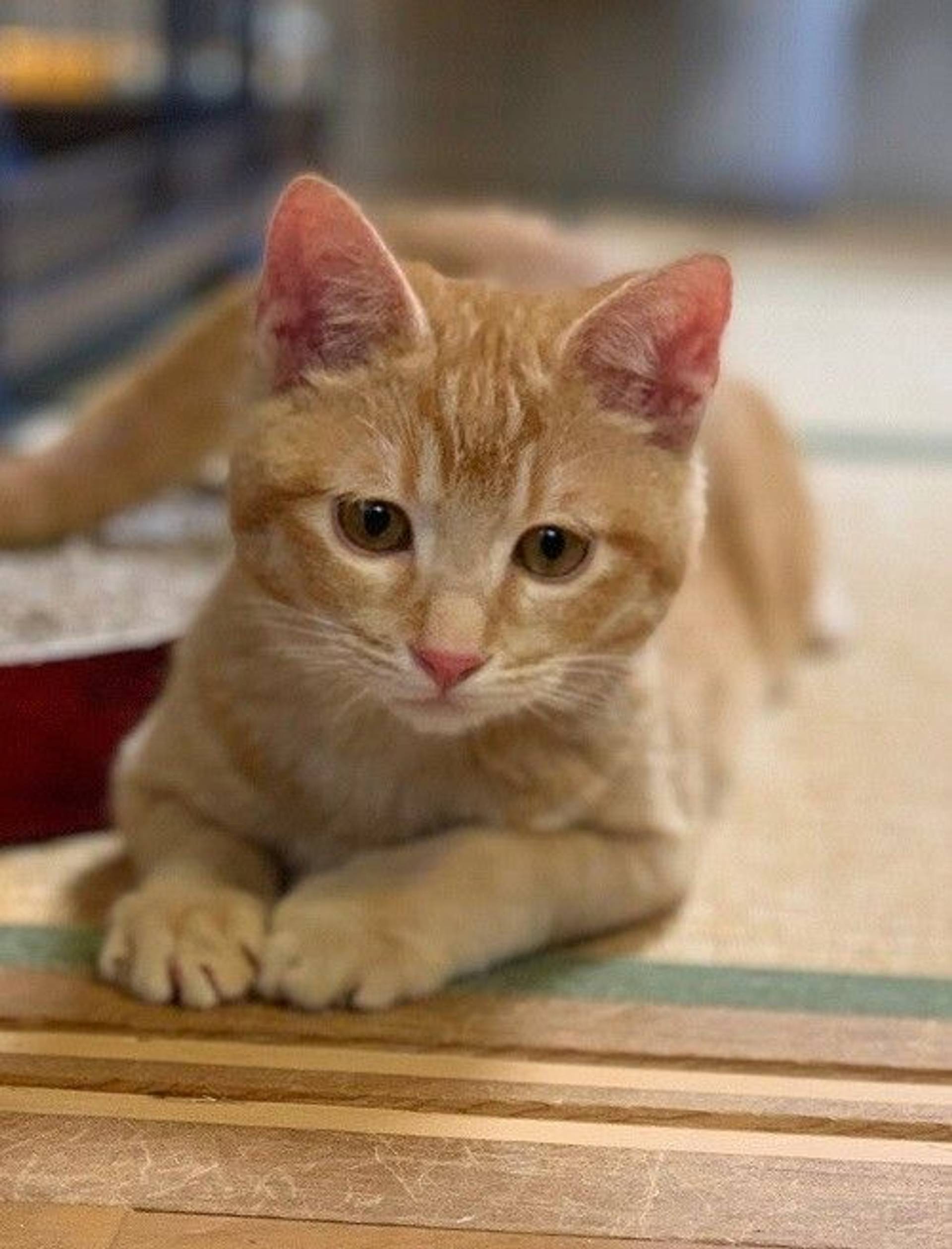 雑種（ミックス猫）・オスの里親募集の写真