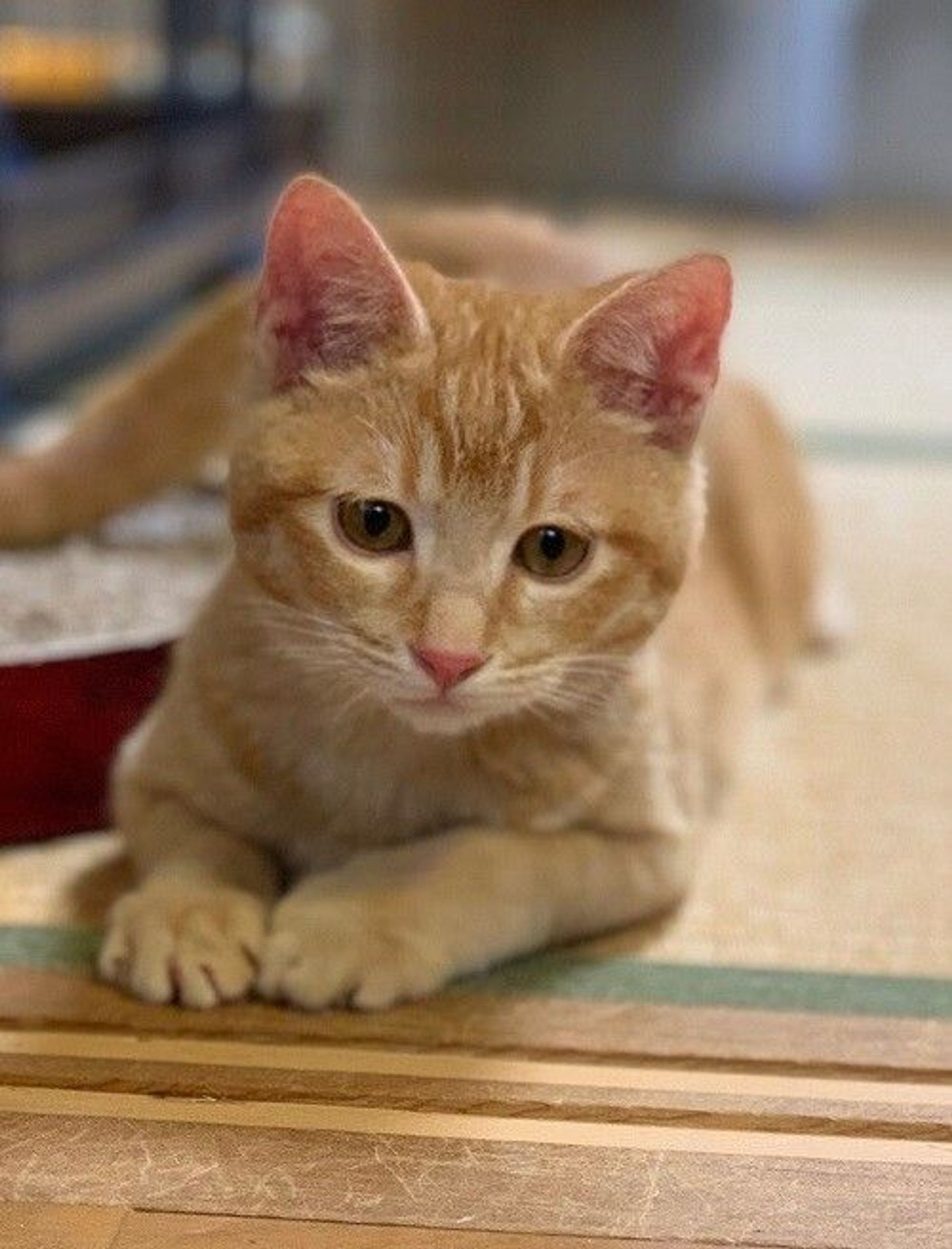 雑種（ミックス猫）・オスの里親募集の写真