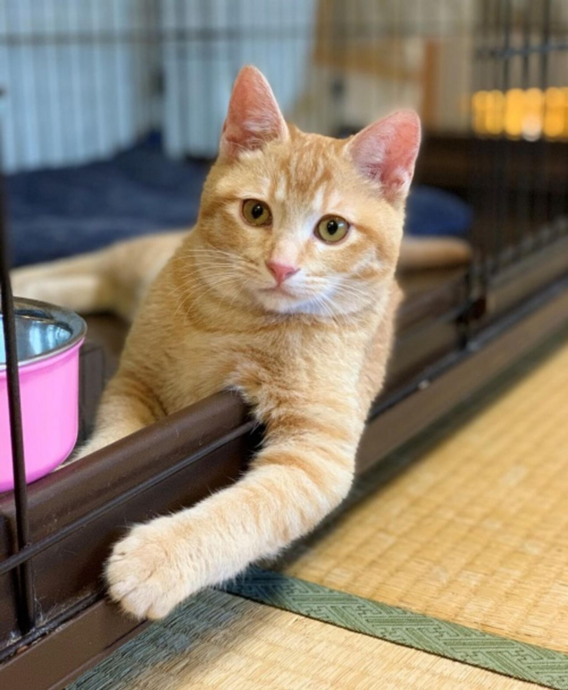 pet-image-3