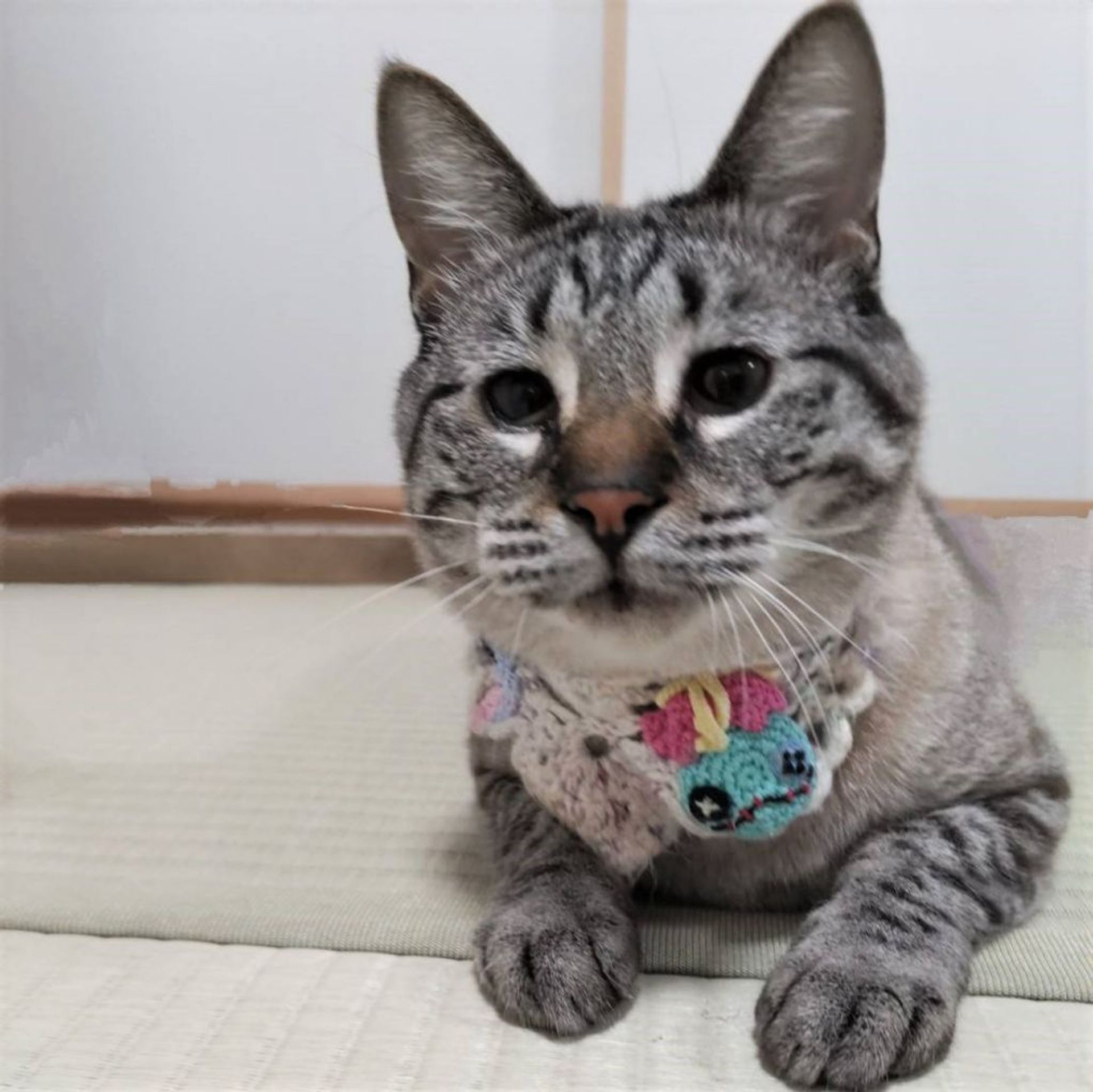 雑種（ミックス猫）・オスの里親募集の写真