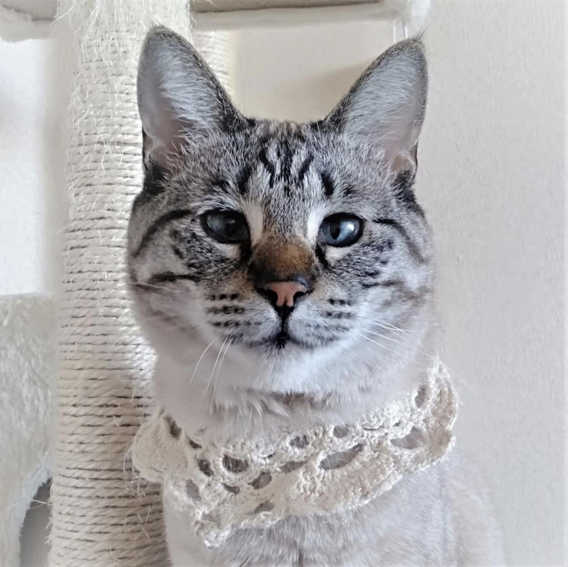 pet-image-5