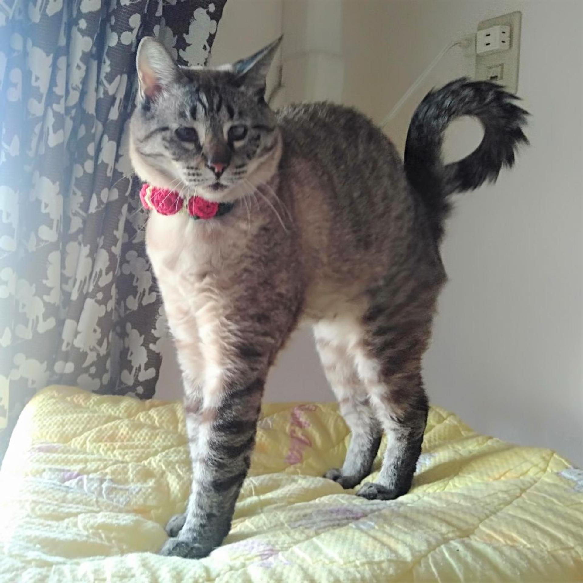 pet-image-6
