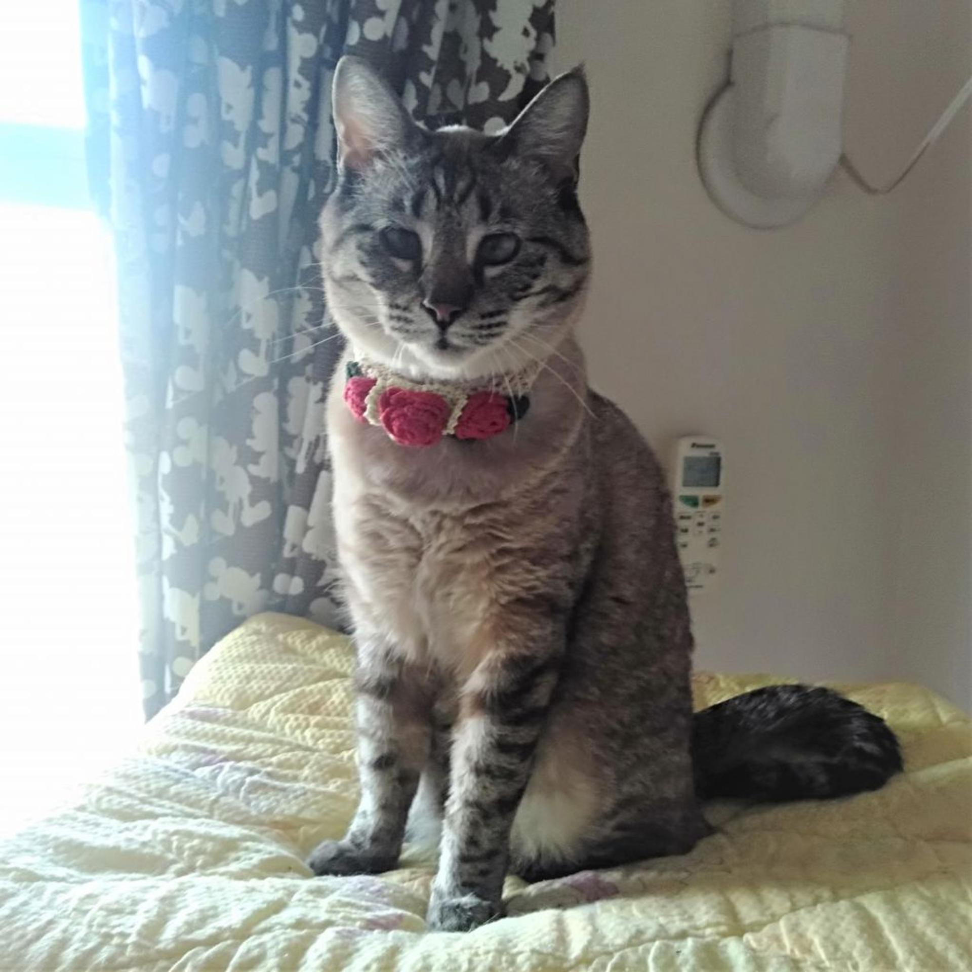 pet-image-7