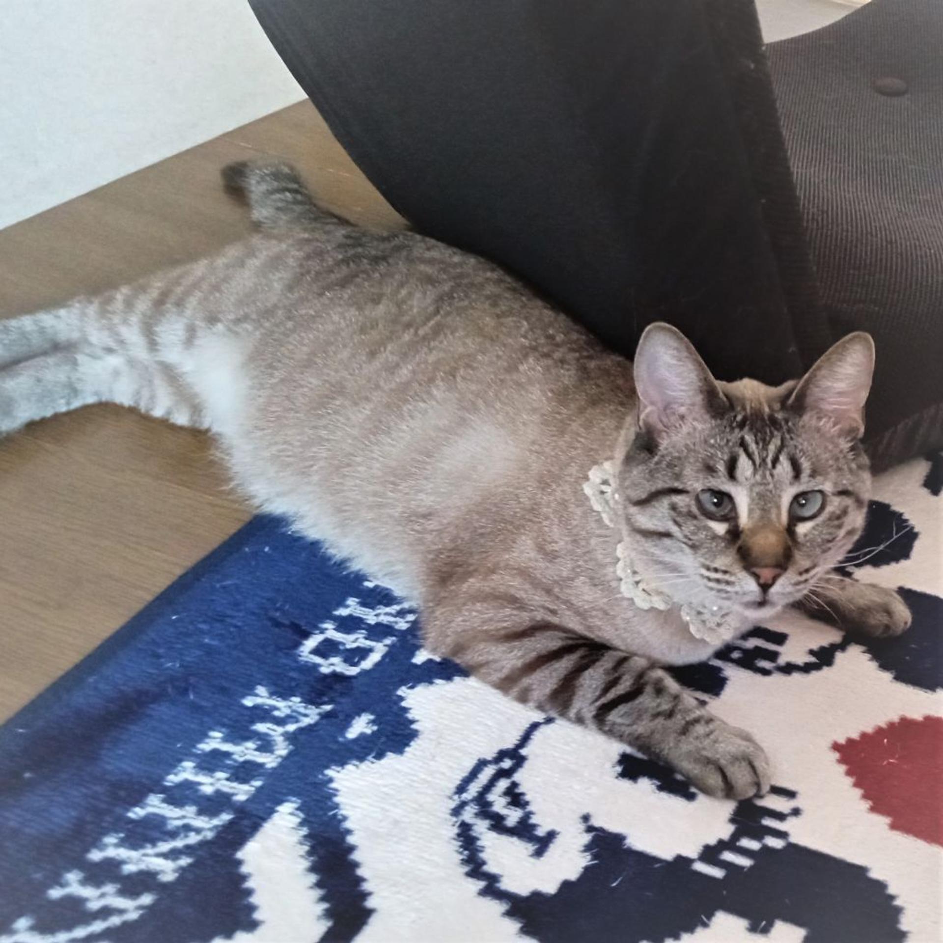 pet-image-9