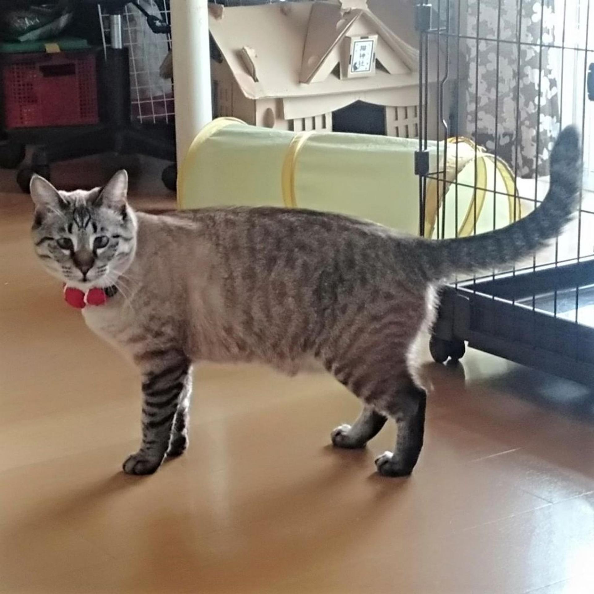 pet-image-10