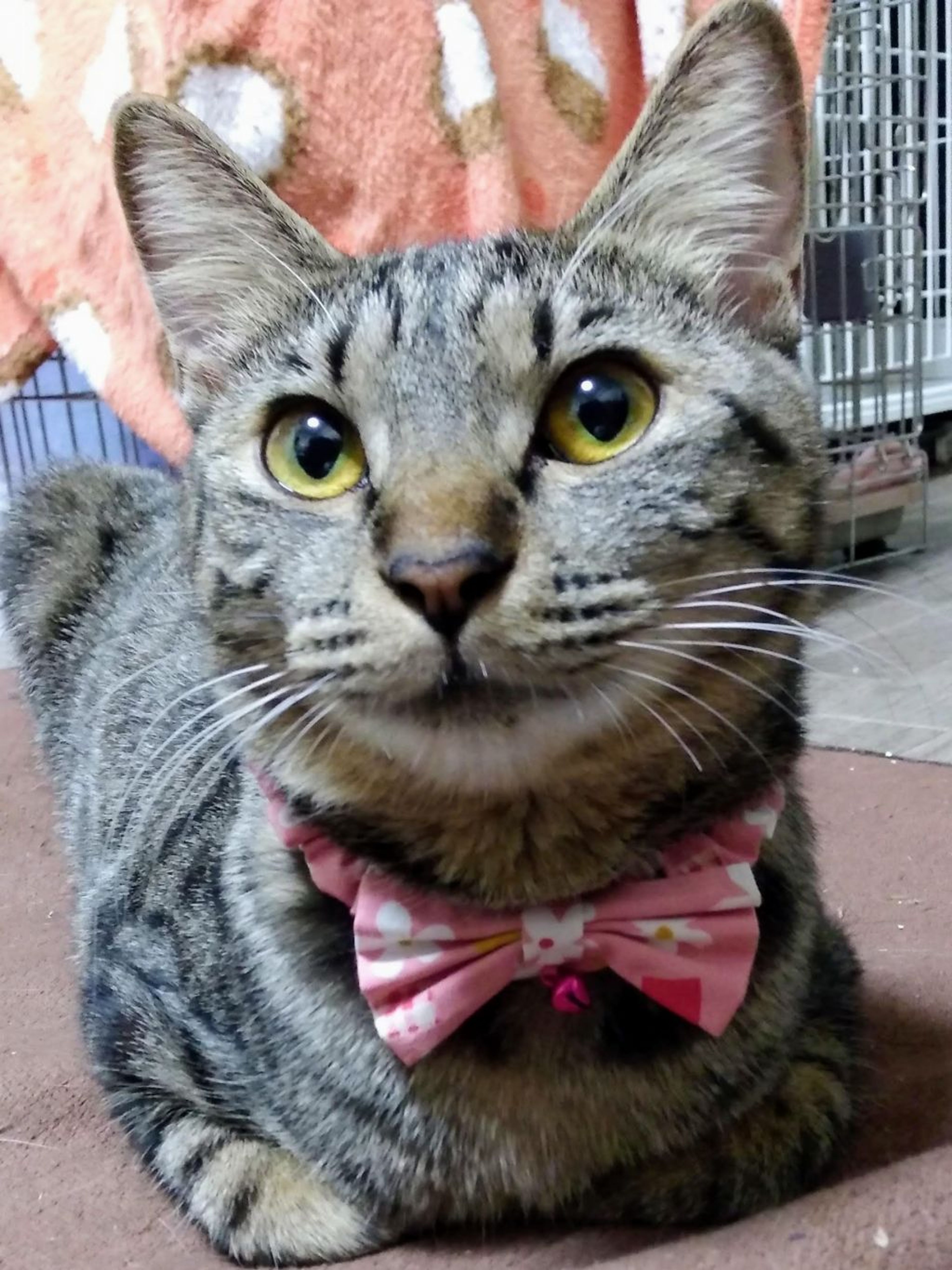 pet-image-4