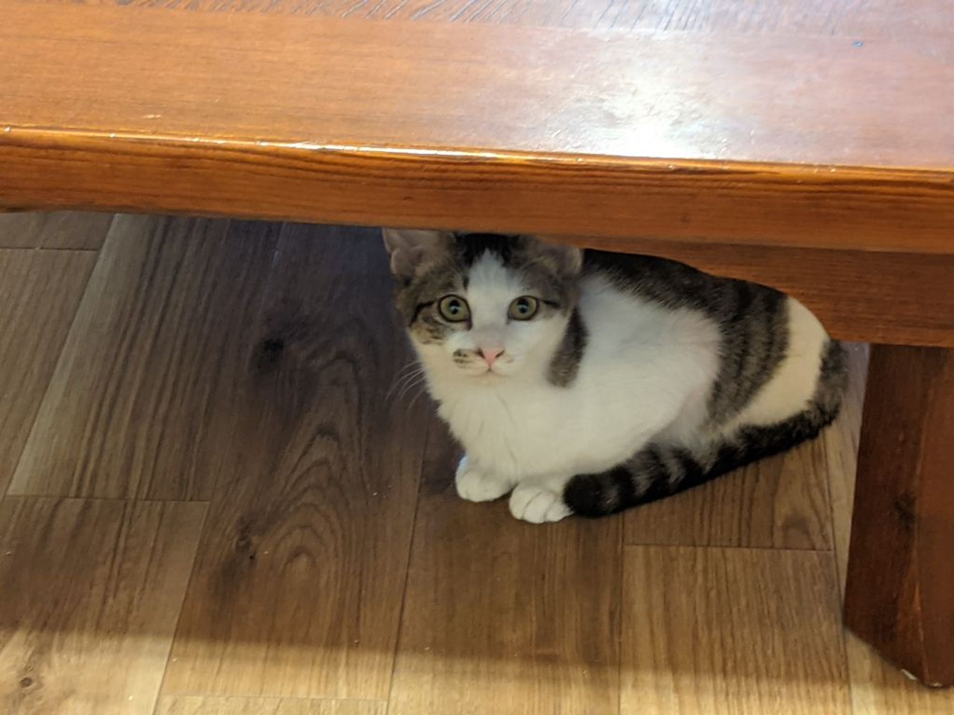 雑種（ミックス猫）・メスの里親募集の写真