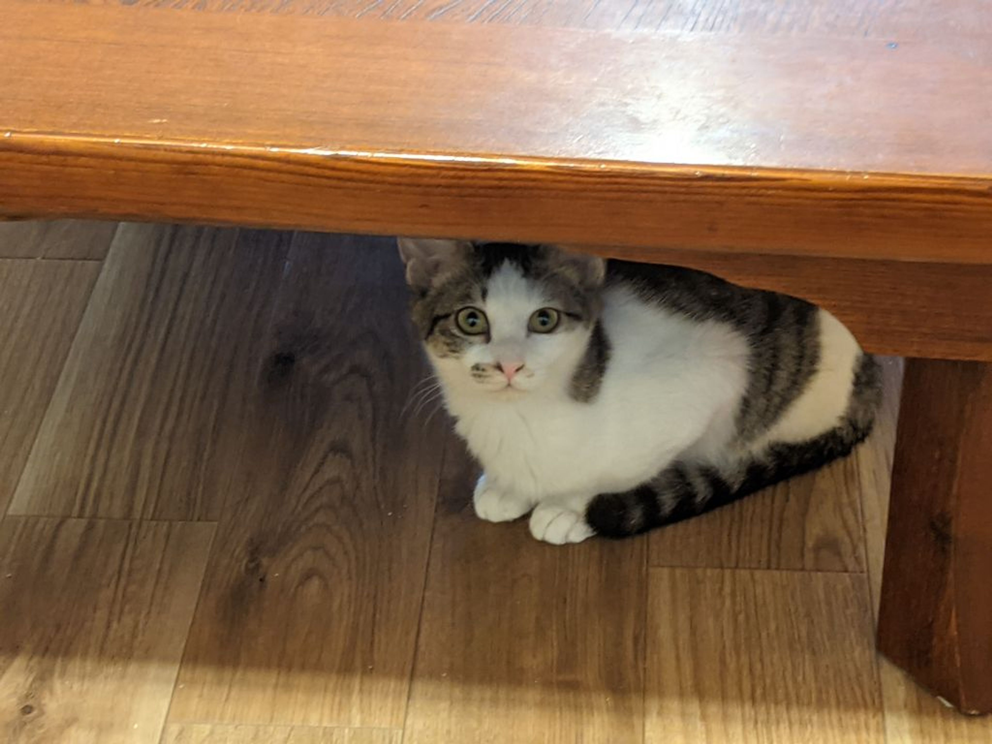 雑種（ミックス猫）・メスの里親募集の写真