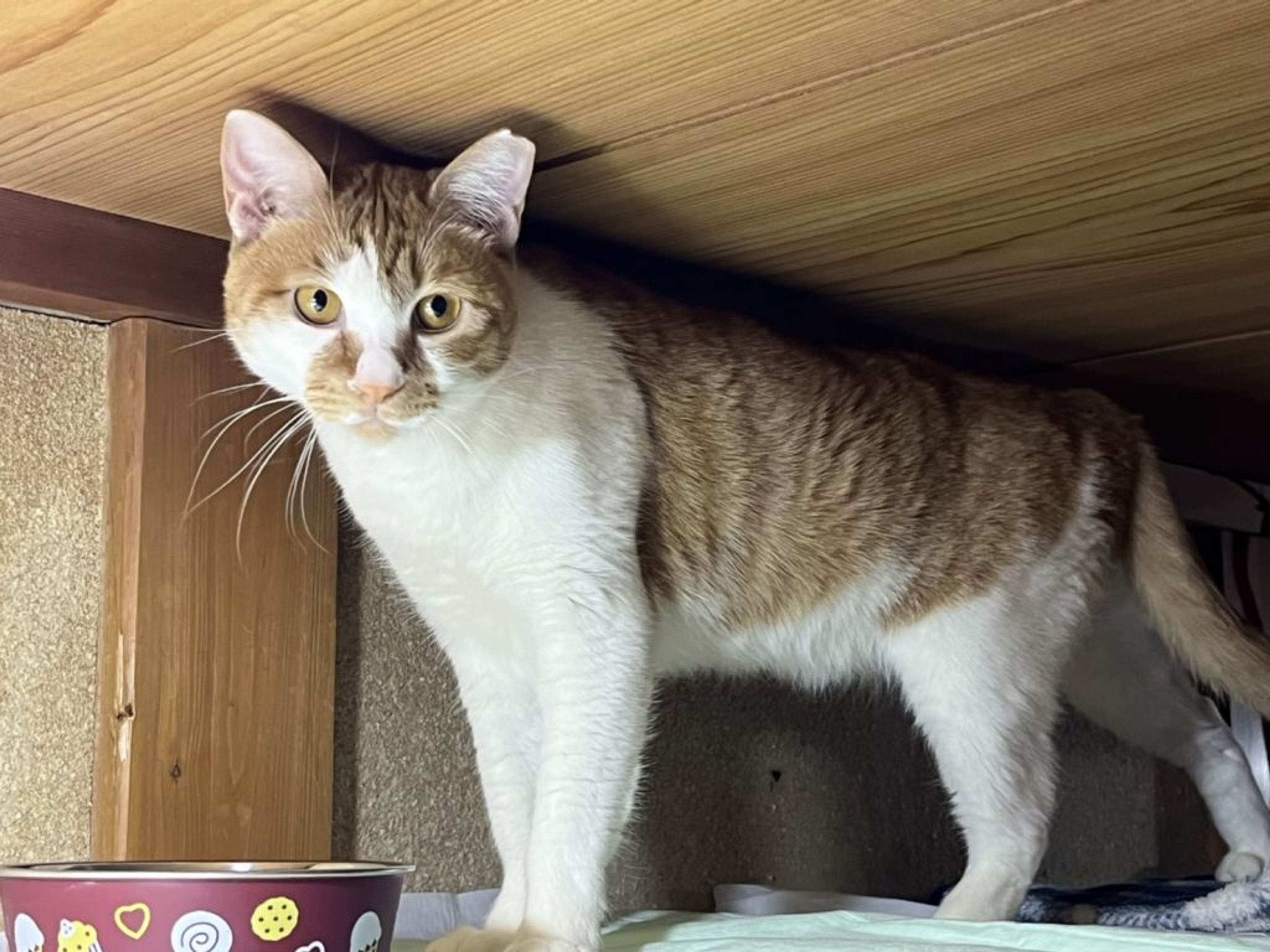 雑種（ミックス猫）・メスの里親募集の写真