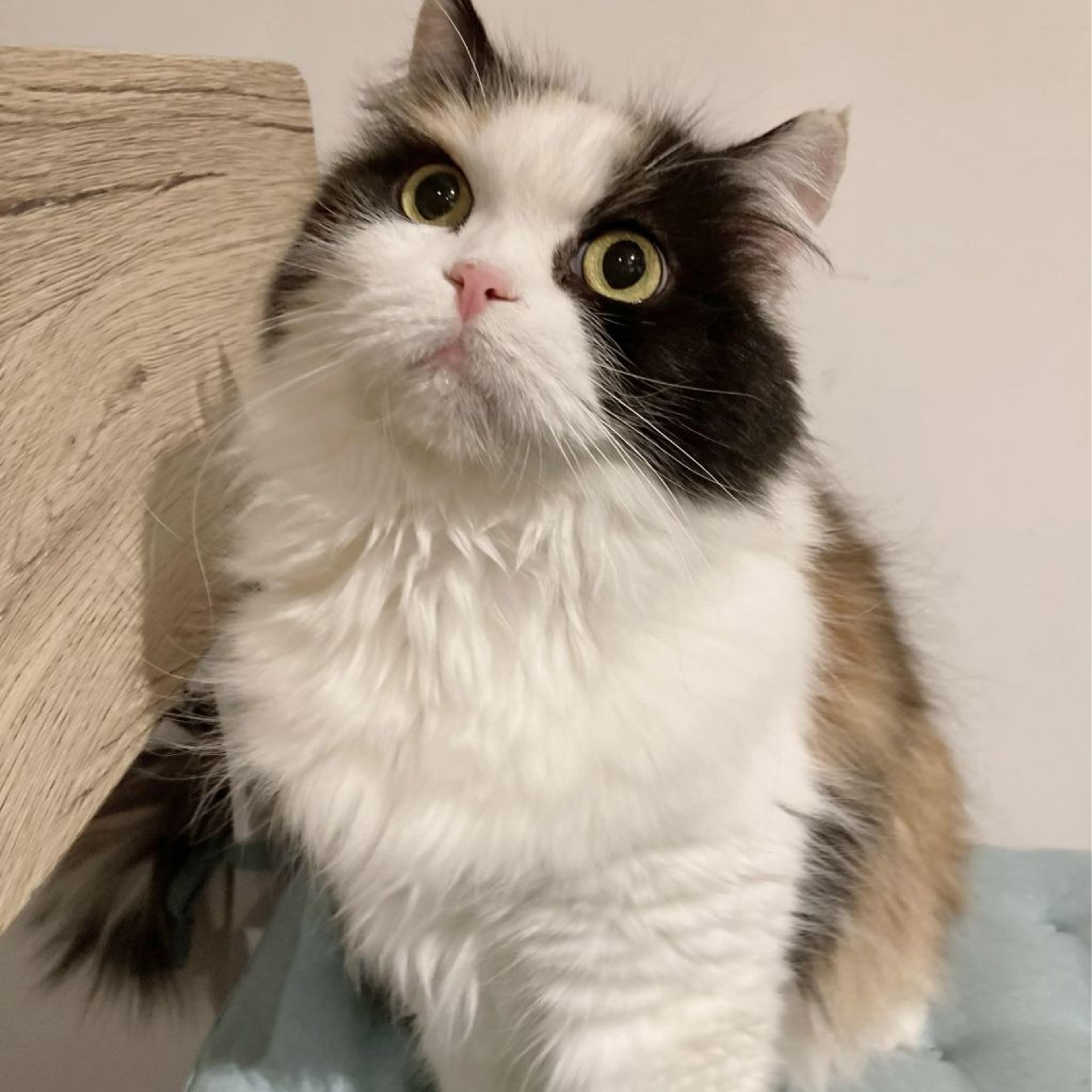 pet-image-2