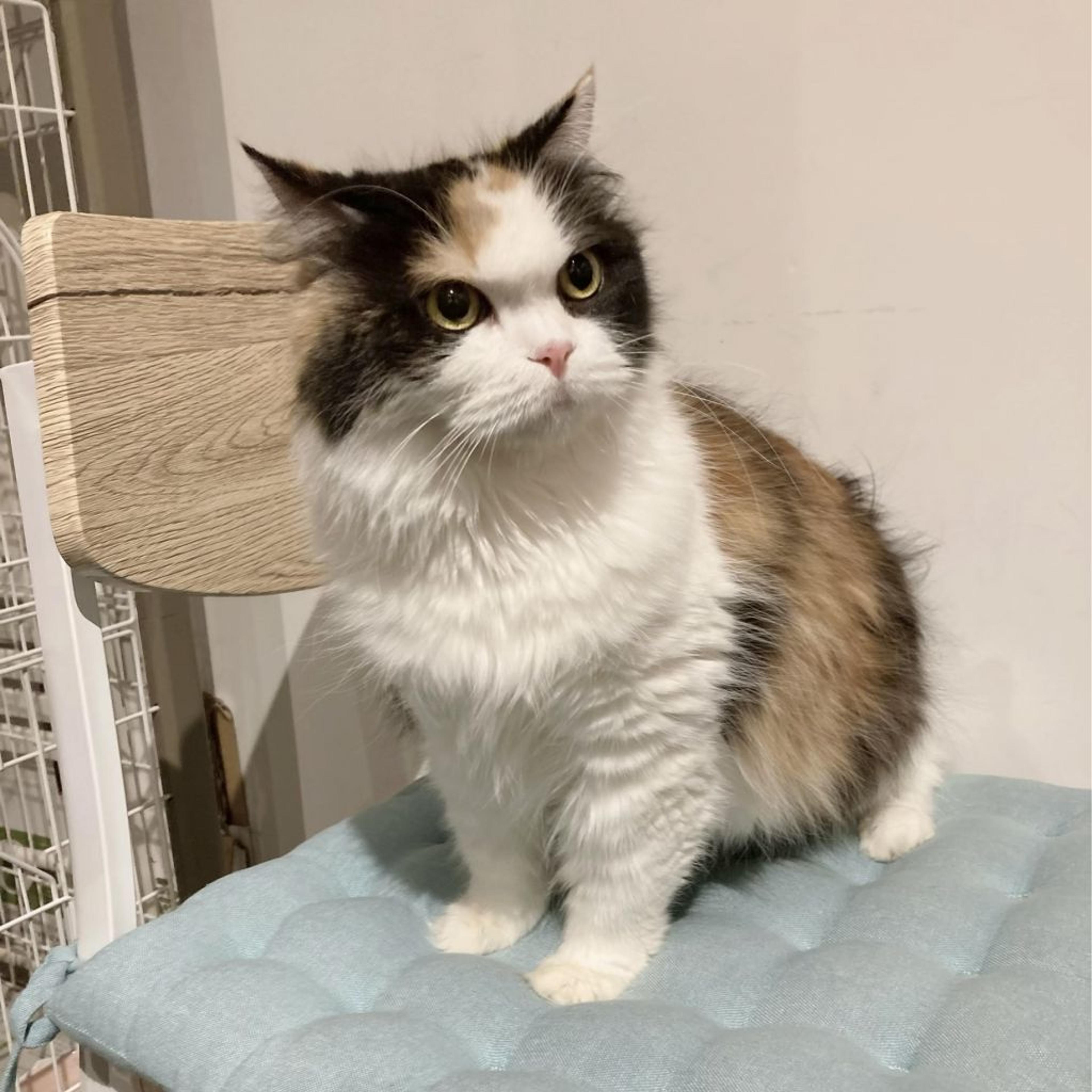 pet-image-4
