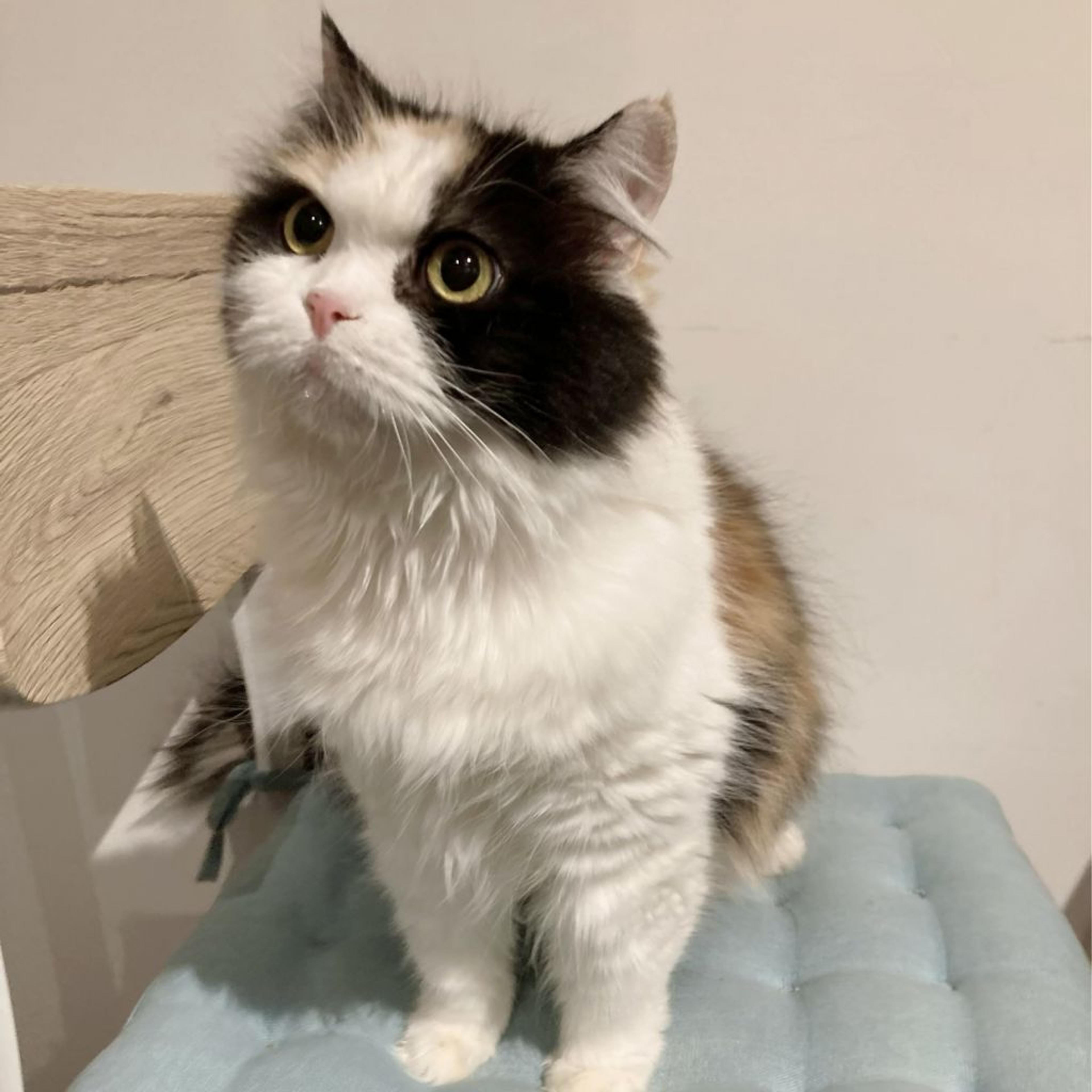 pet-image-5