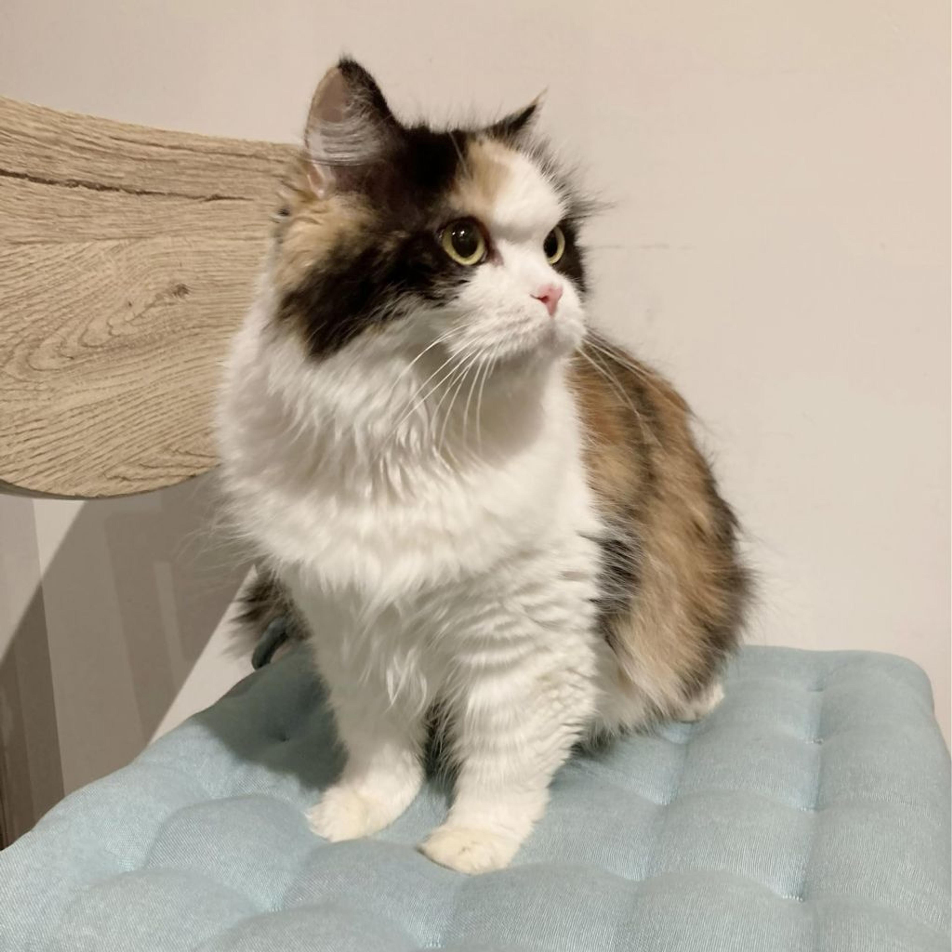 pet-image-6