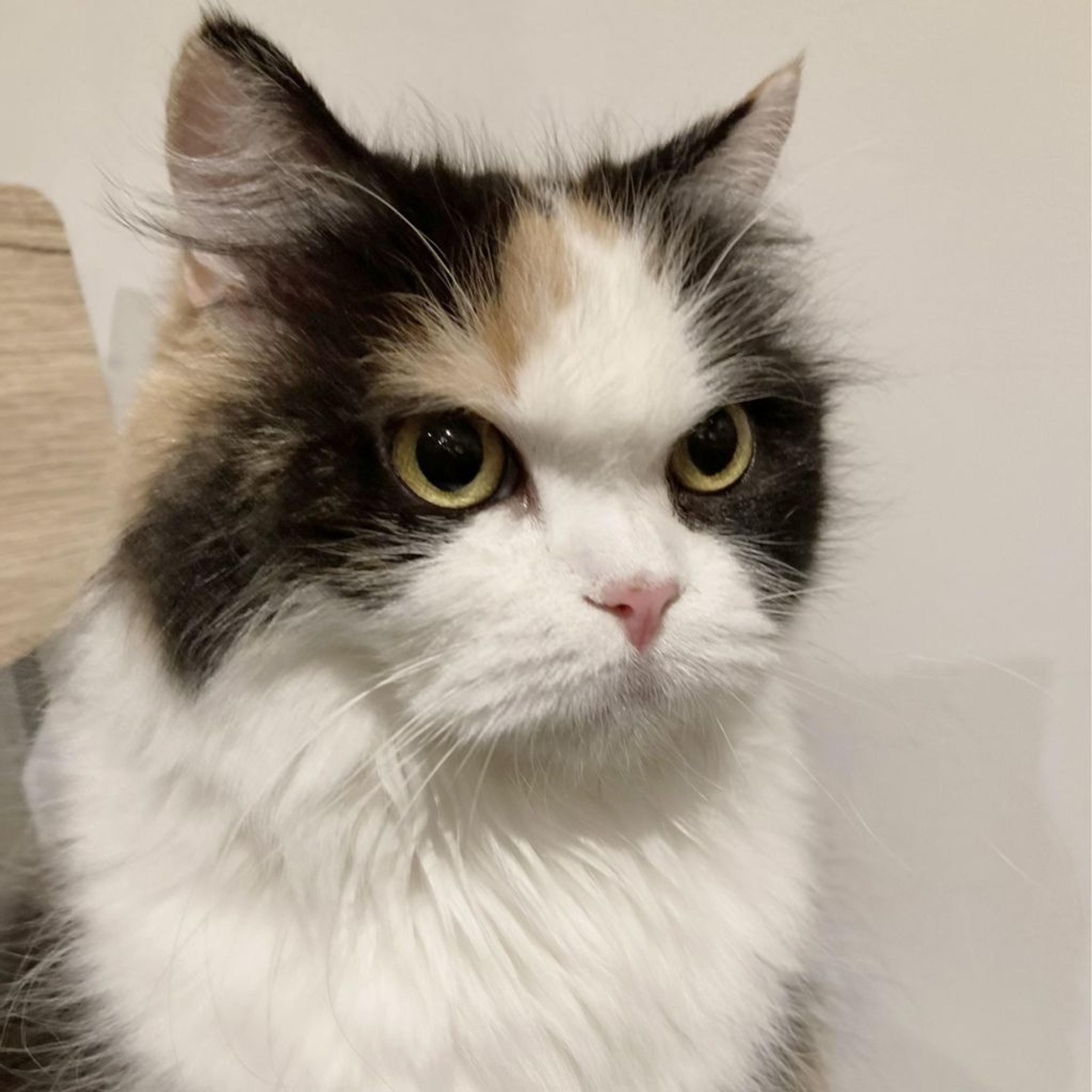 pet-image-7