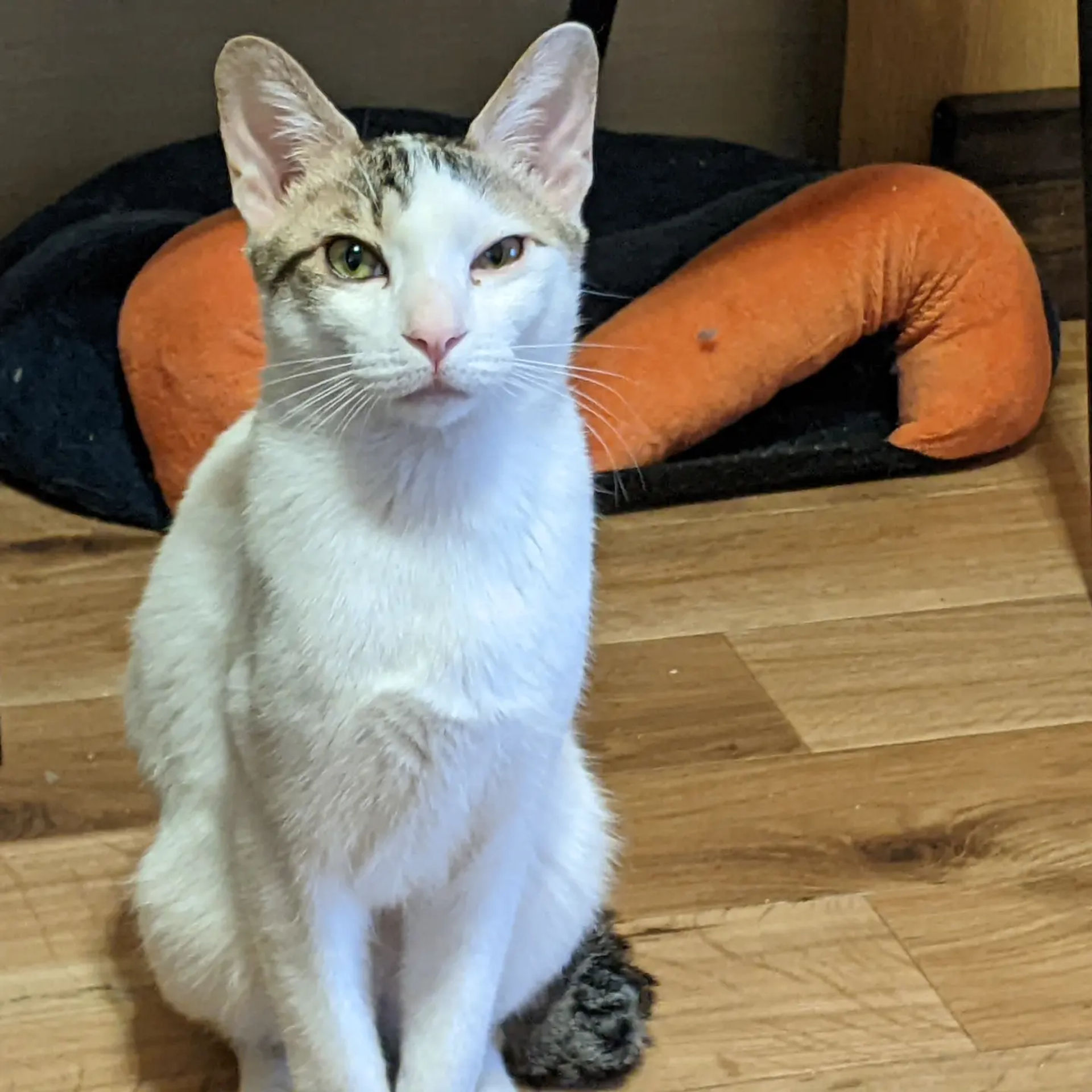 雑種（ミックス猫）・オスの里親募集の写真