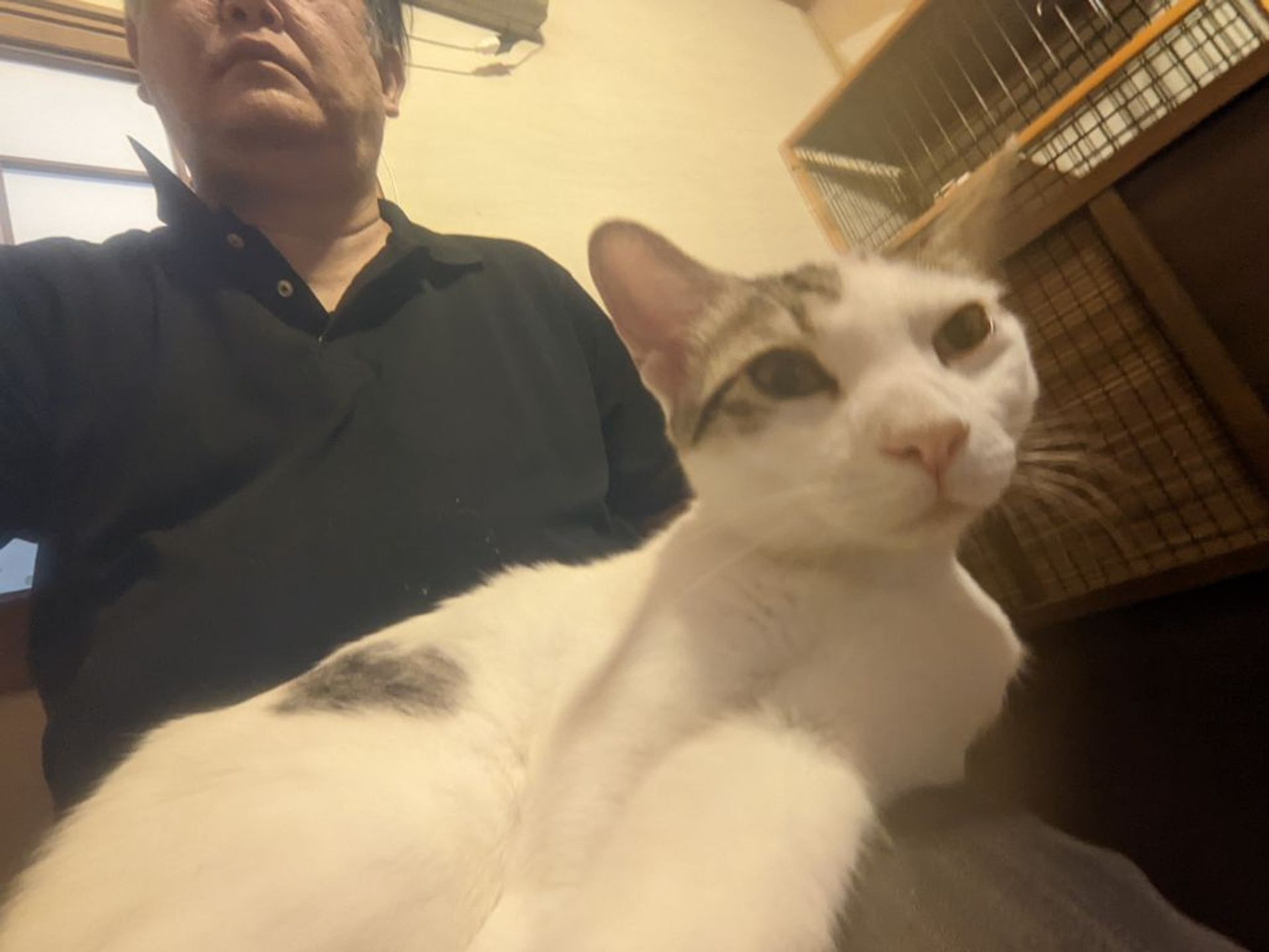 雑種（ミックス猫）・オスの里親募集の写真