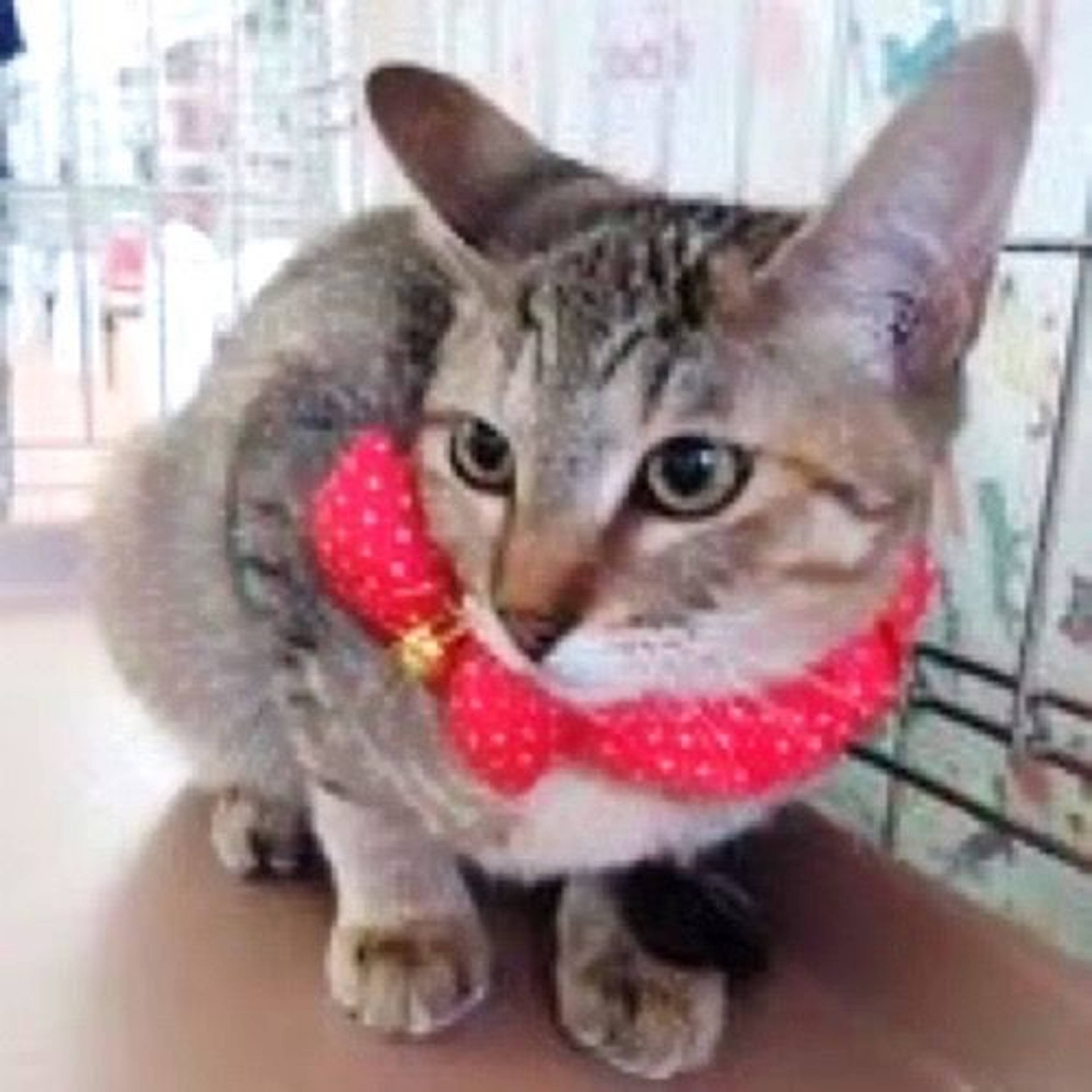 雑種（ミックス猫）・メスの里親募集の写真