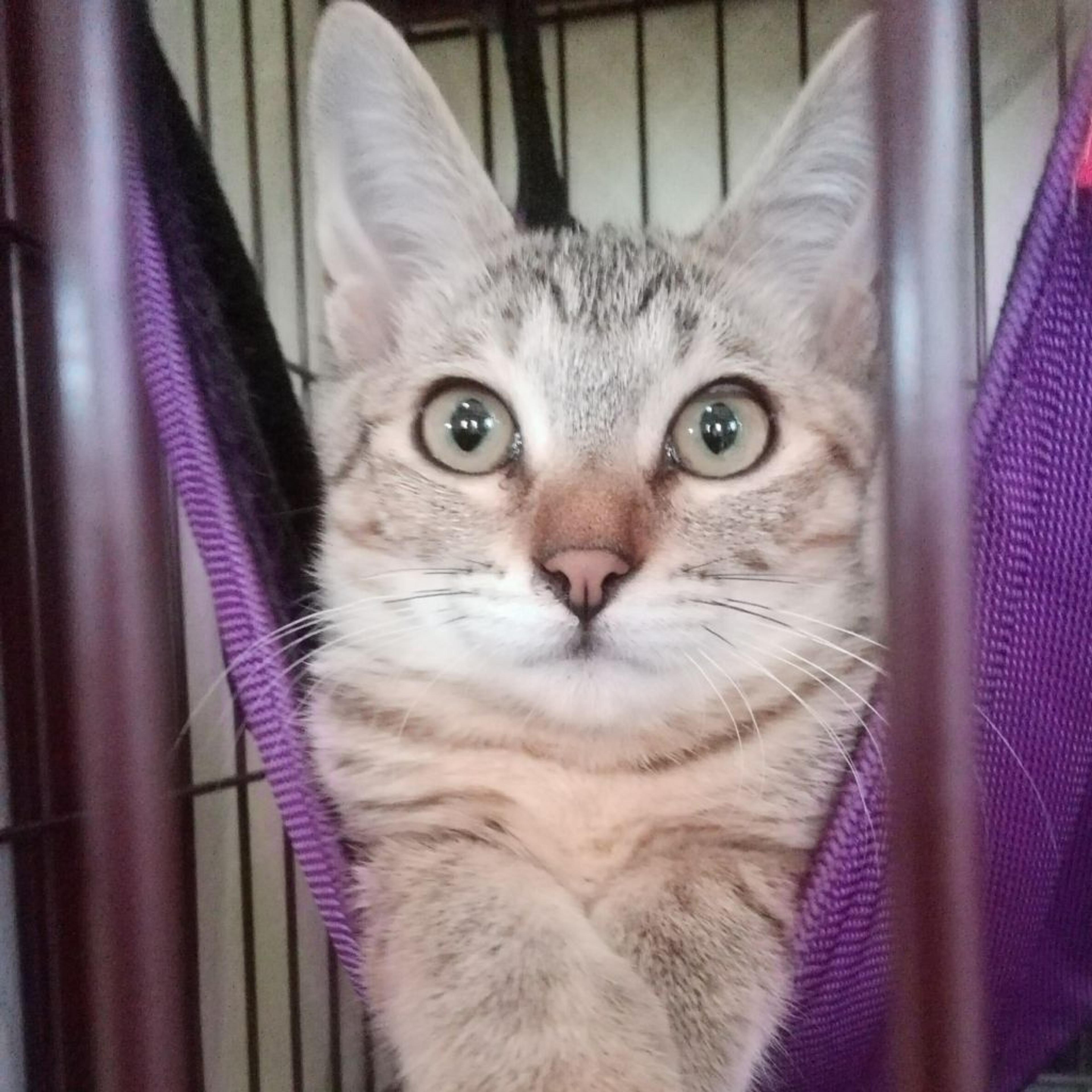 pet-image-3
