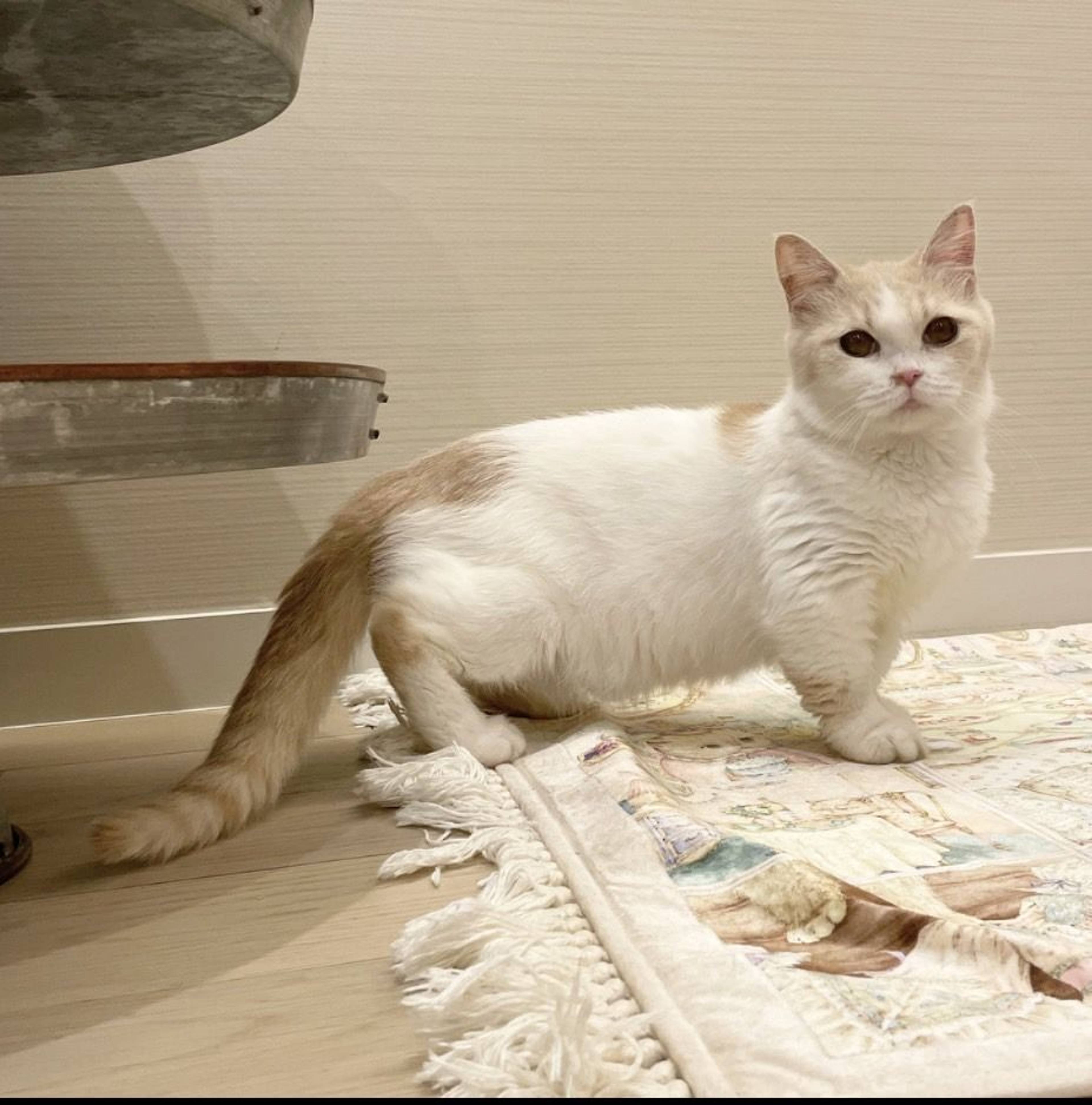 マンチカン・メスの里親募集の写真