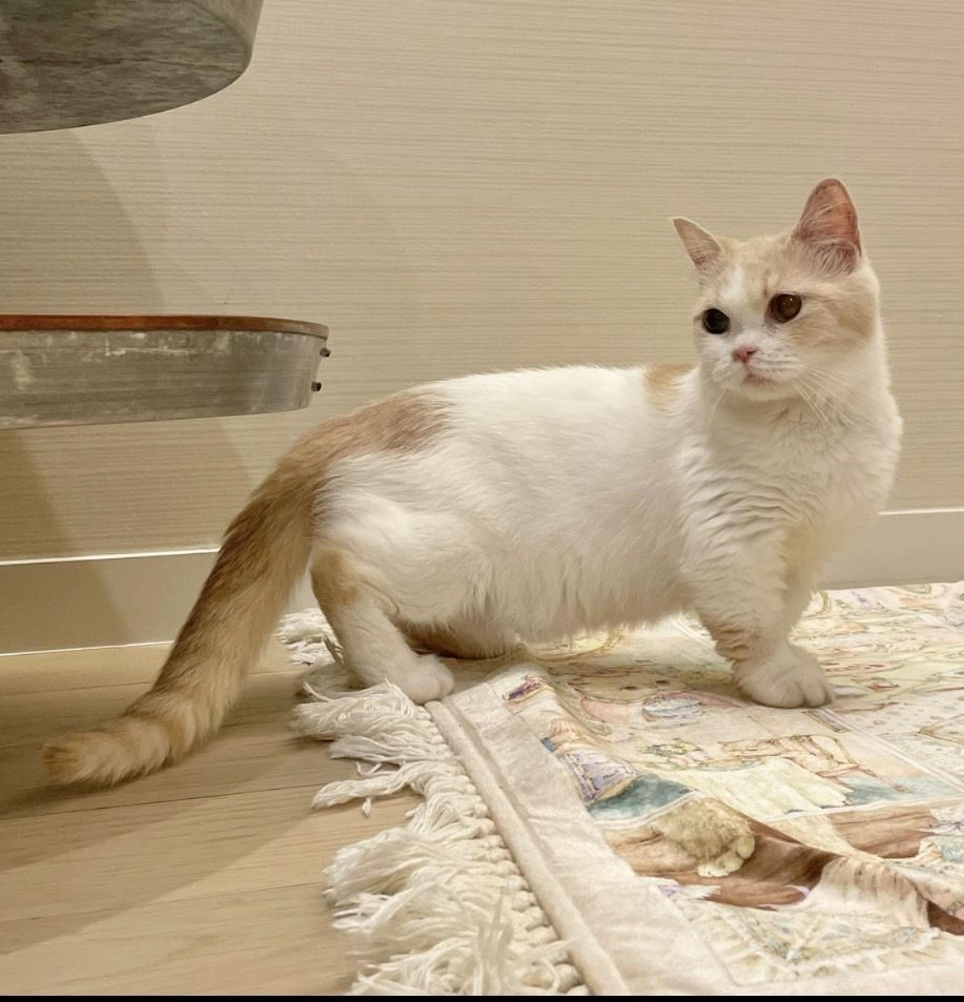 pet-image-3