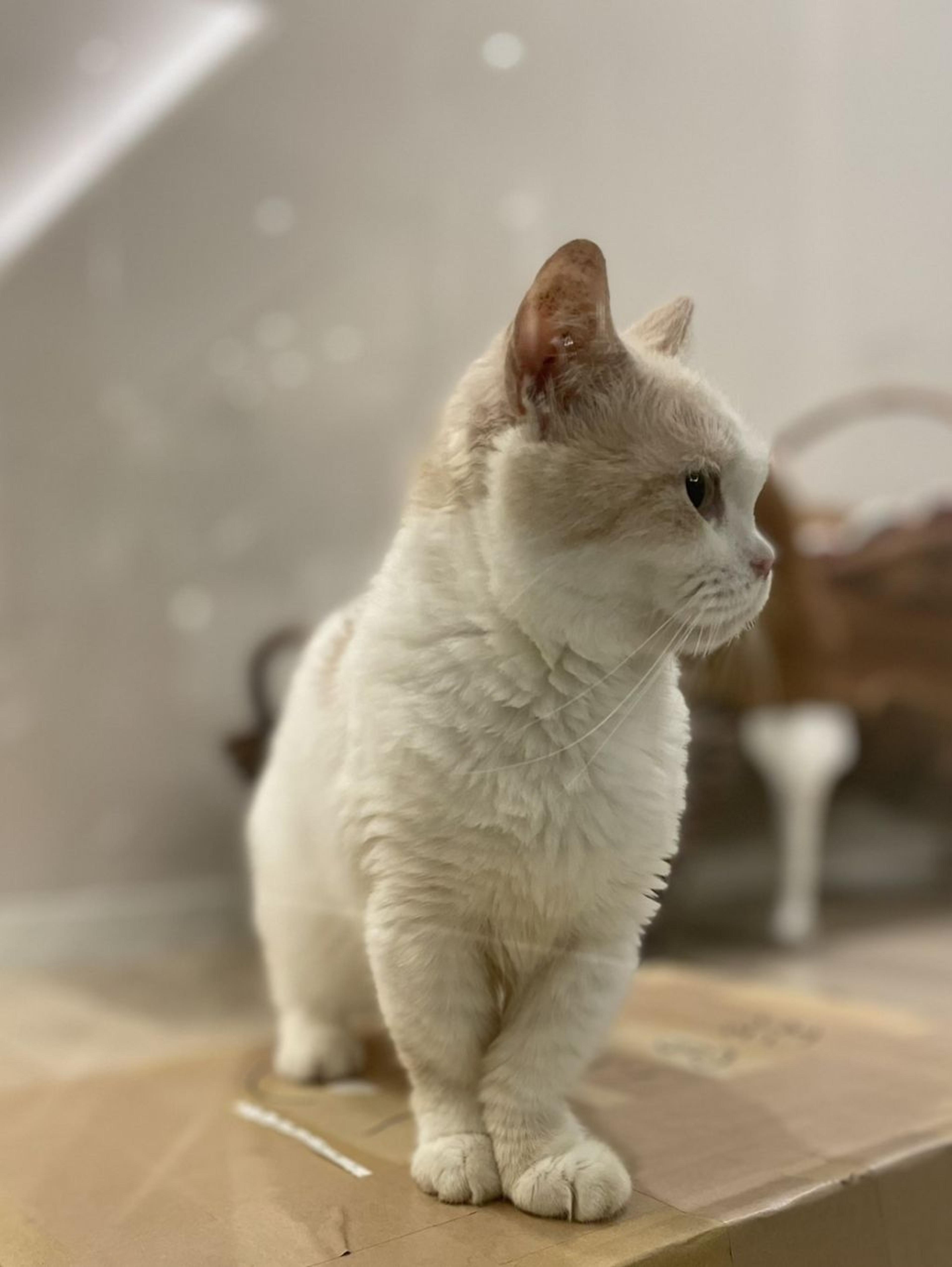 pet-image-5
