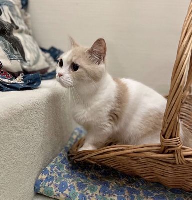 マンチカン・メスの里親募集の写真