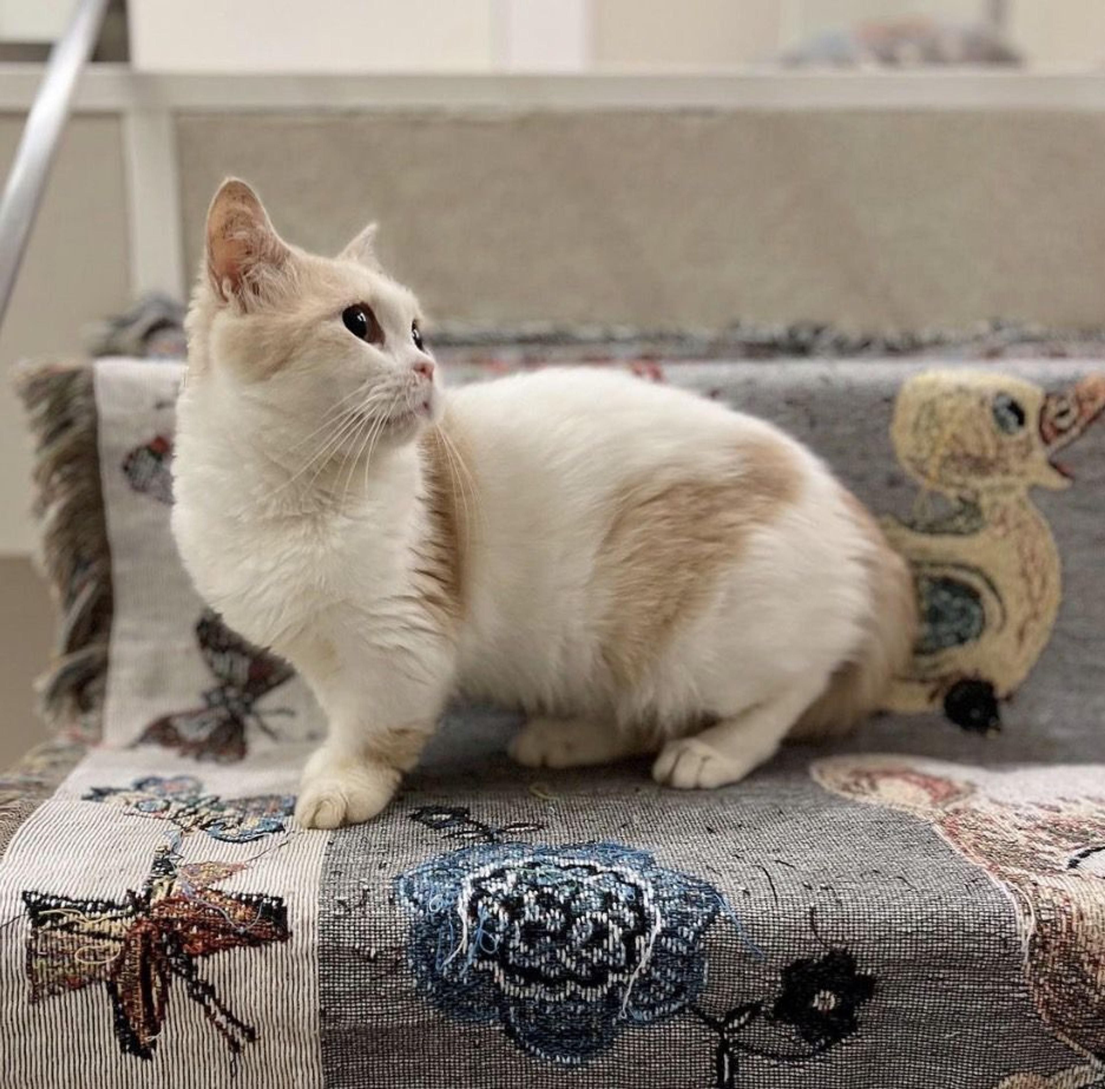 pet-image-4