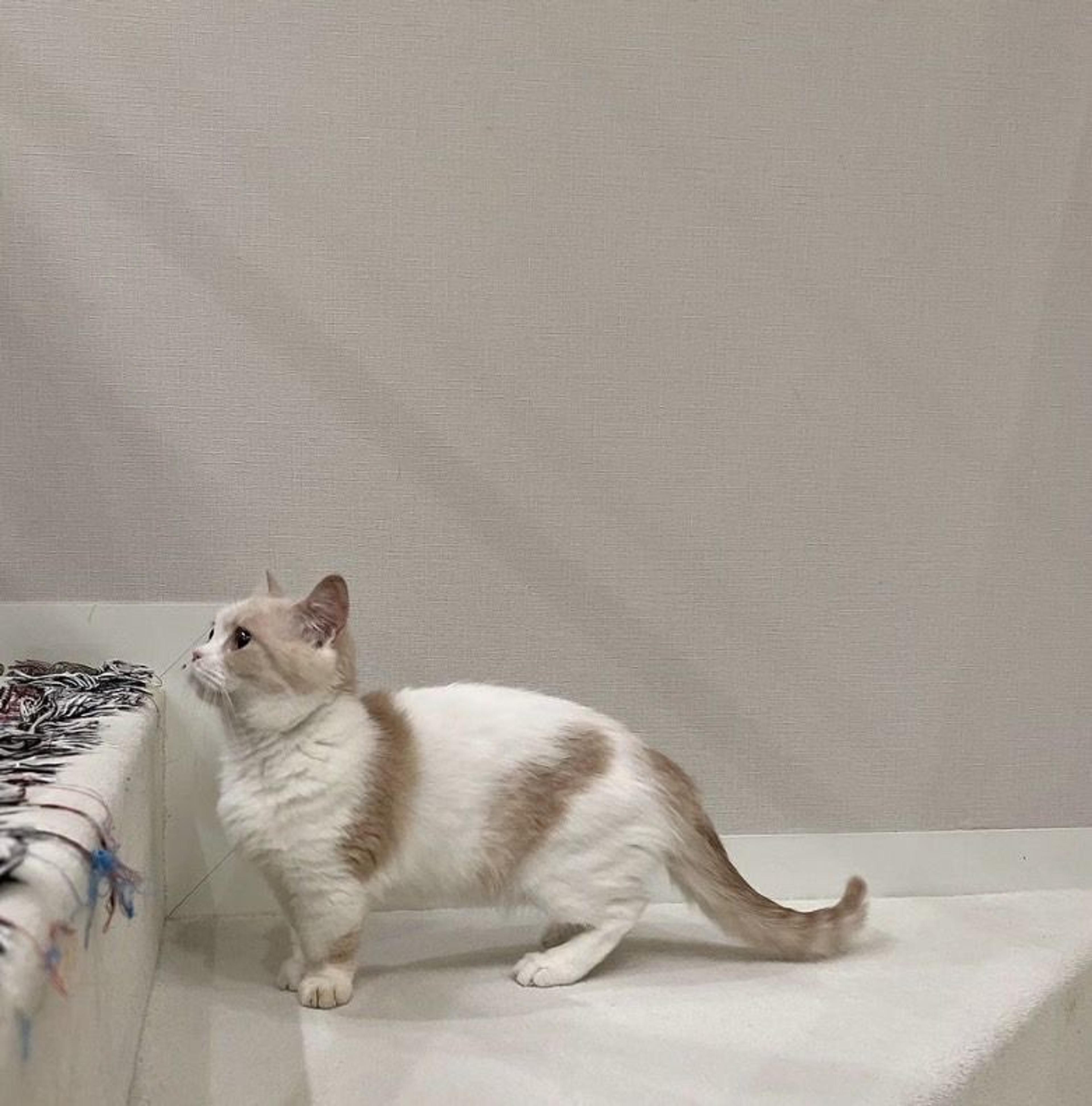 pet-image-6