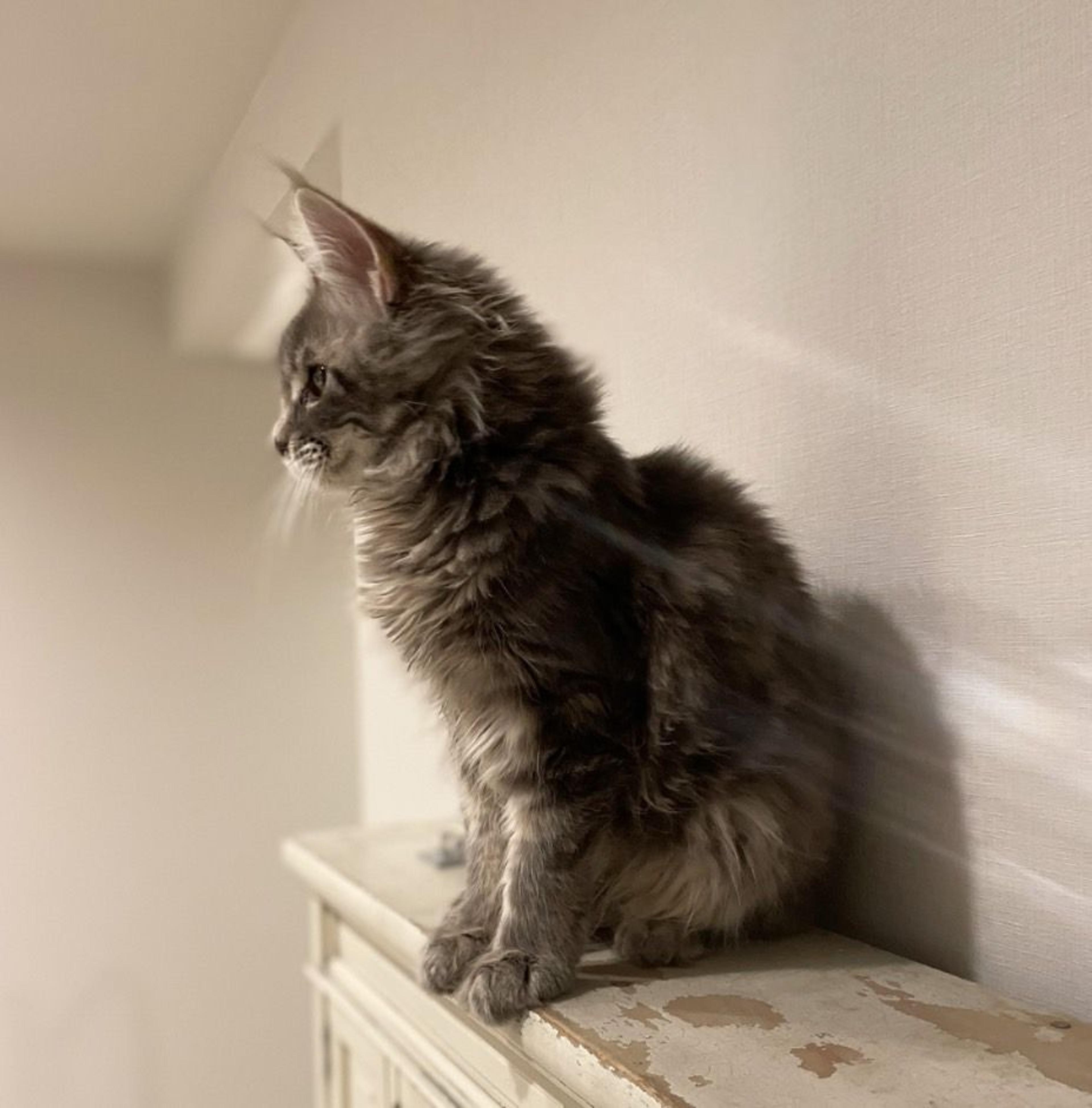 pet-image-3