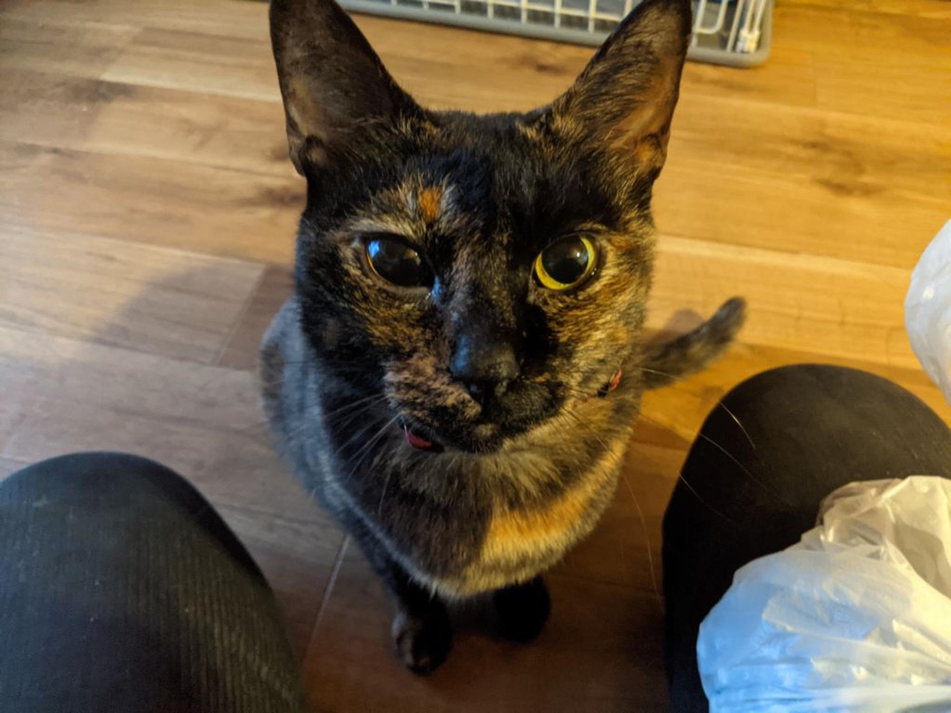pet-image-2
