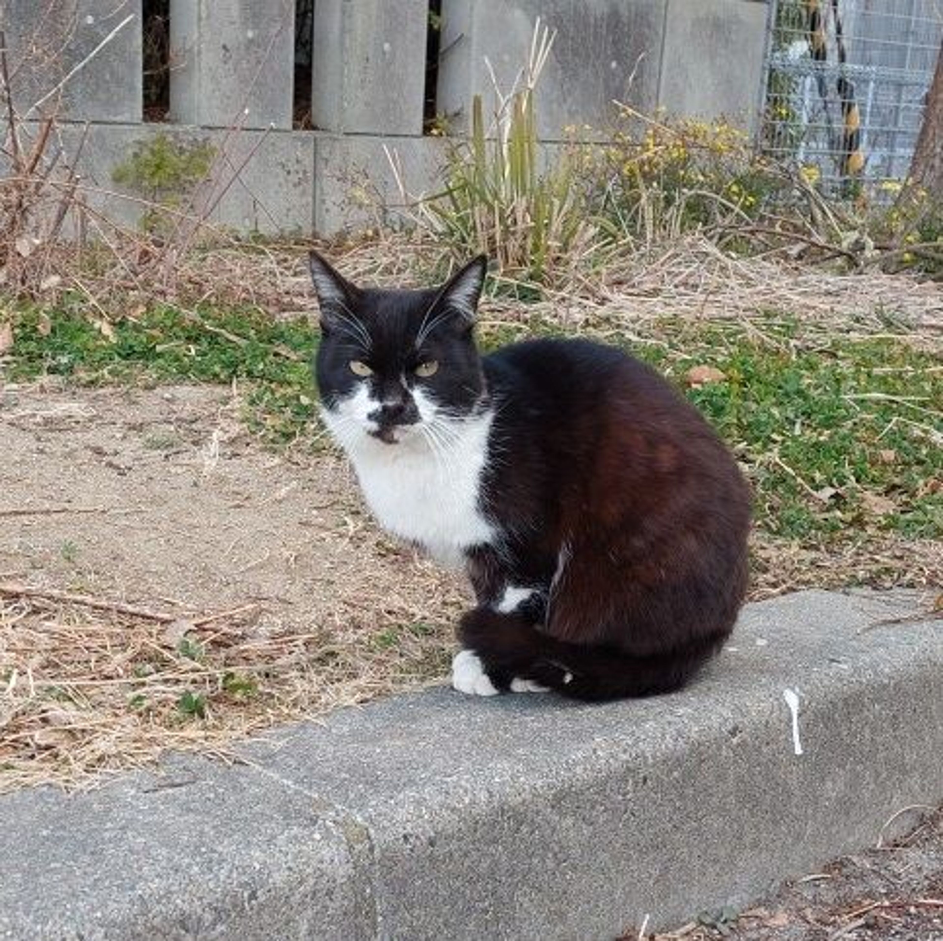 pet-image-2