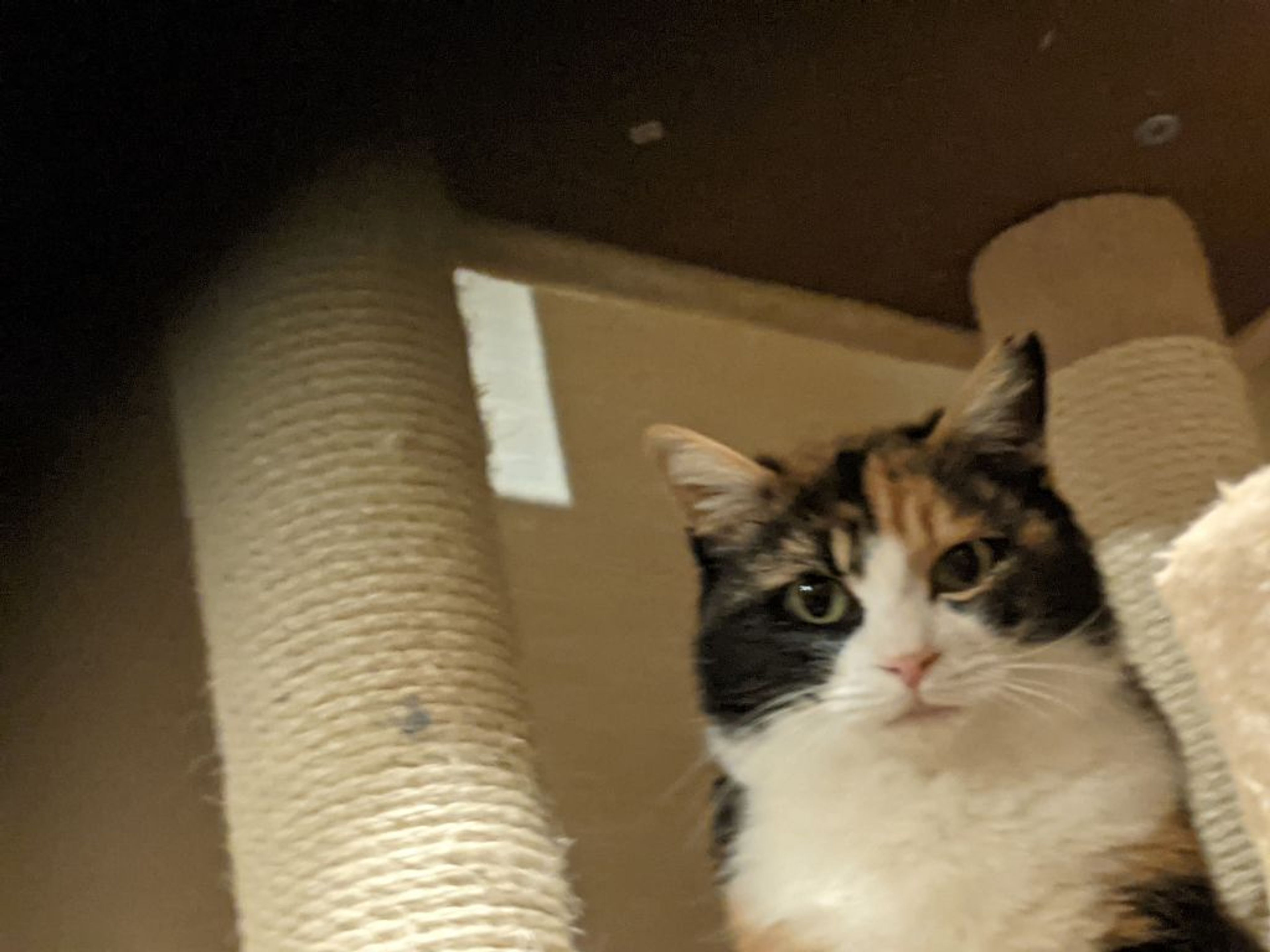 雑種（ミックス猫）・メスの里親募集の写真