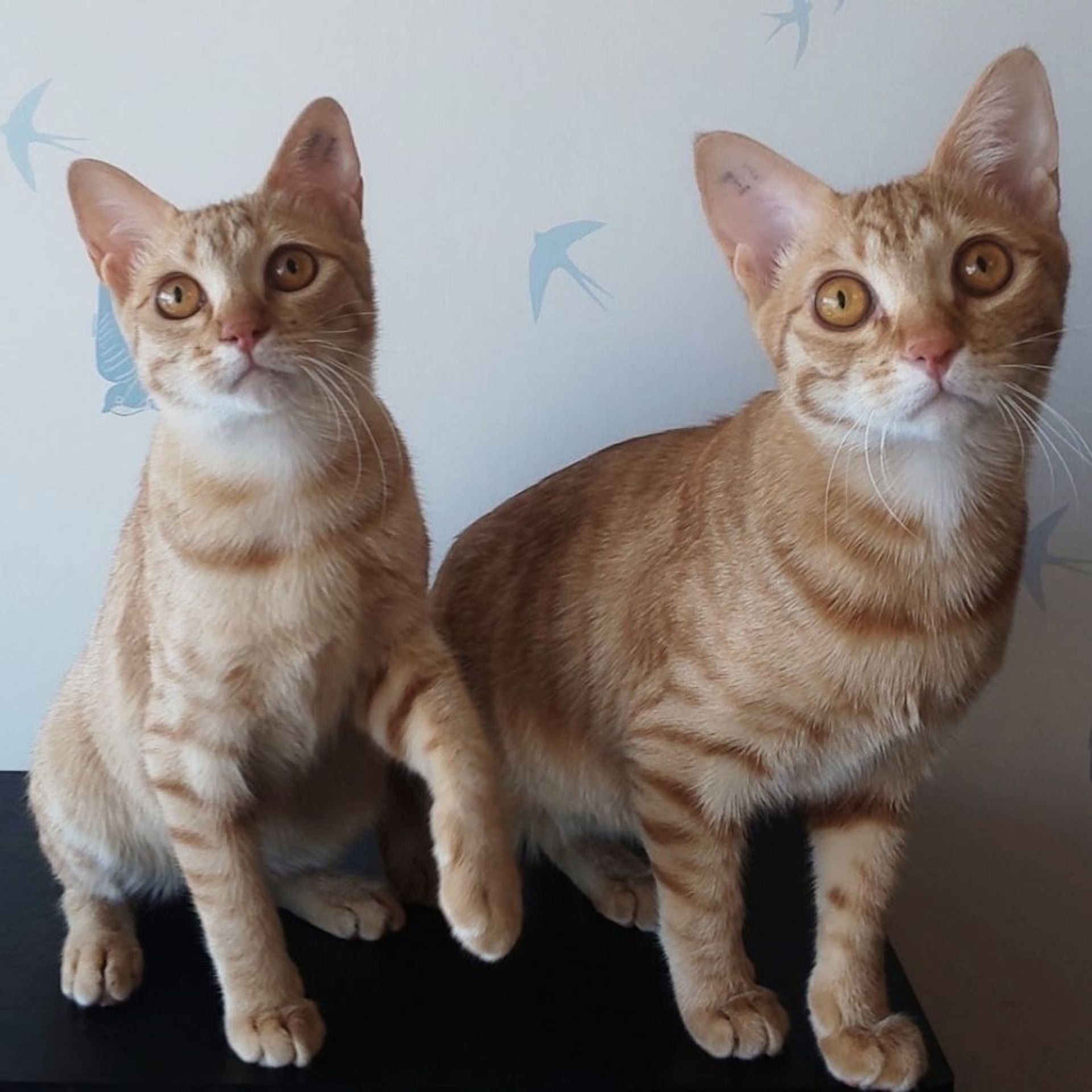 雑種（ミックス猫）・メスの里親募集の写真