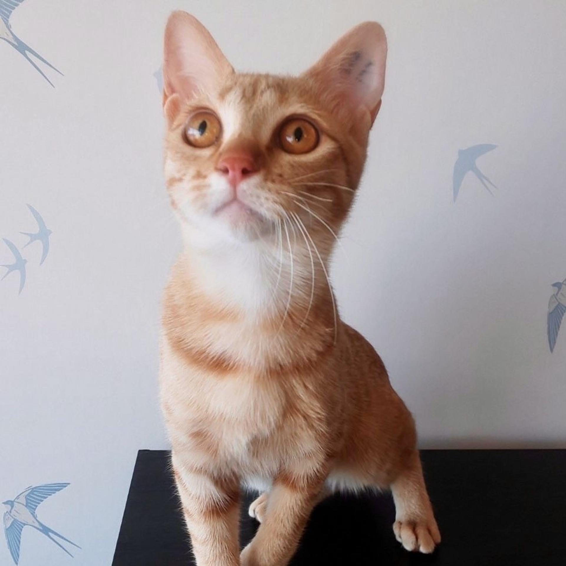 pet-image-7