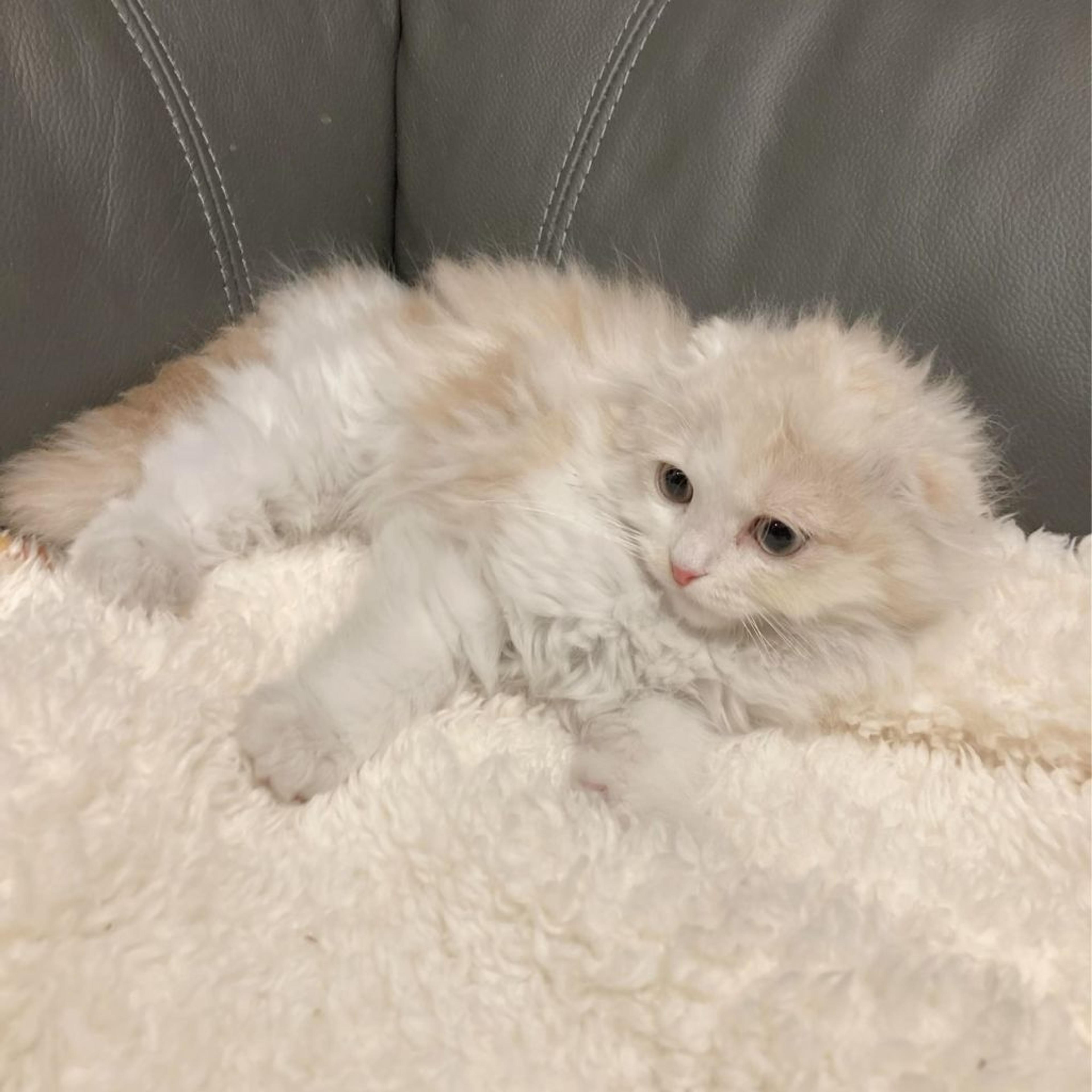 pet-image-4