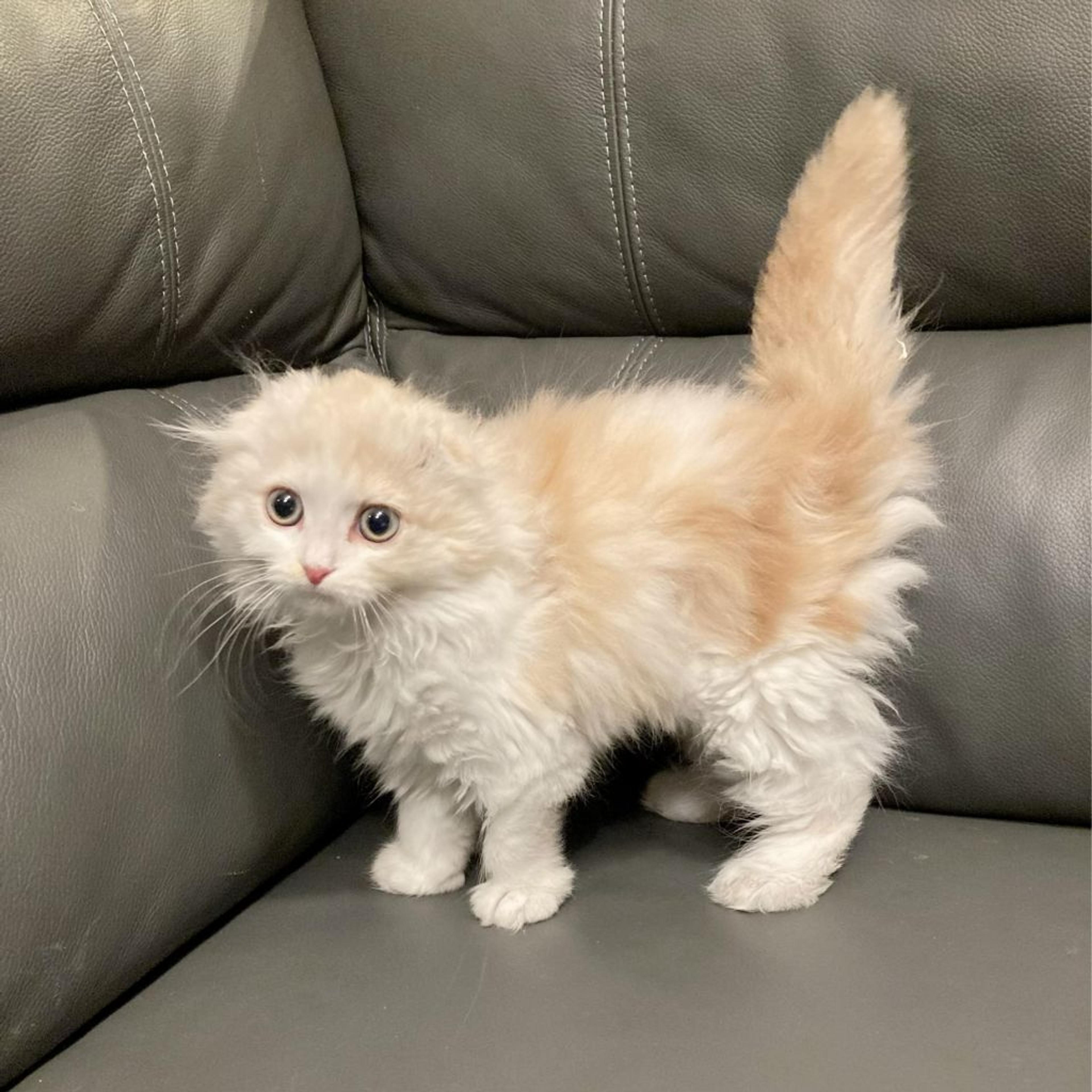 pet-image-5