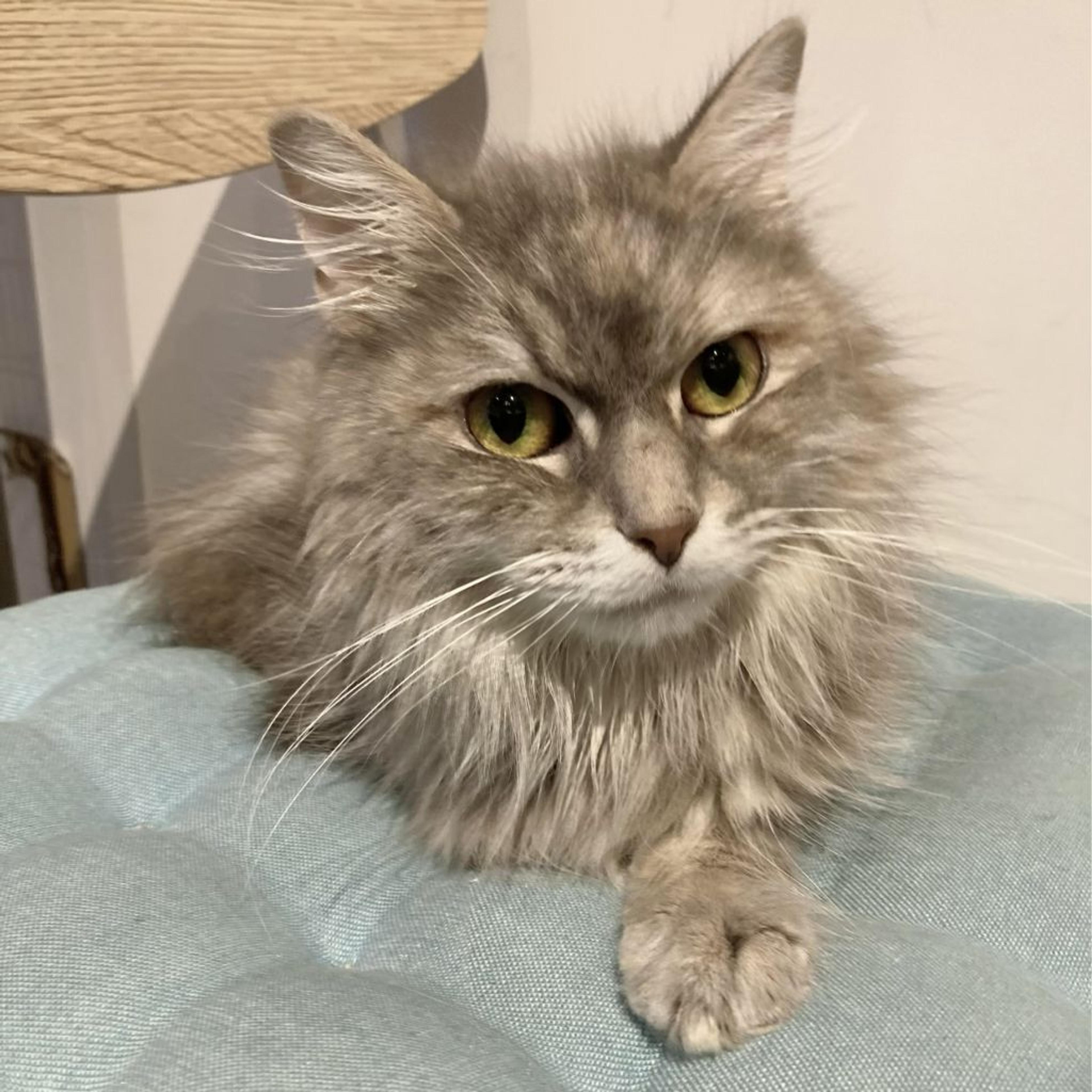 pet-image-3