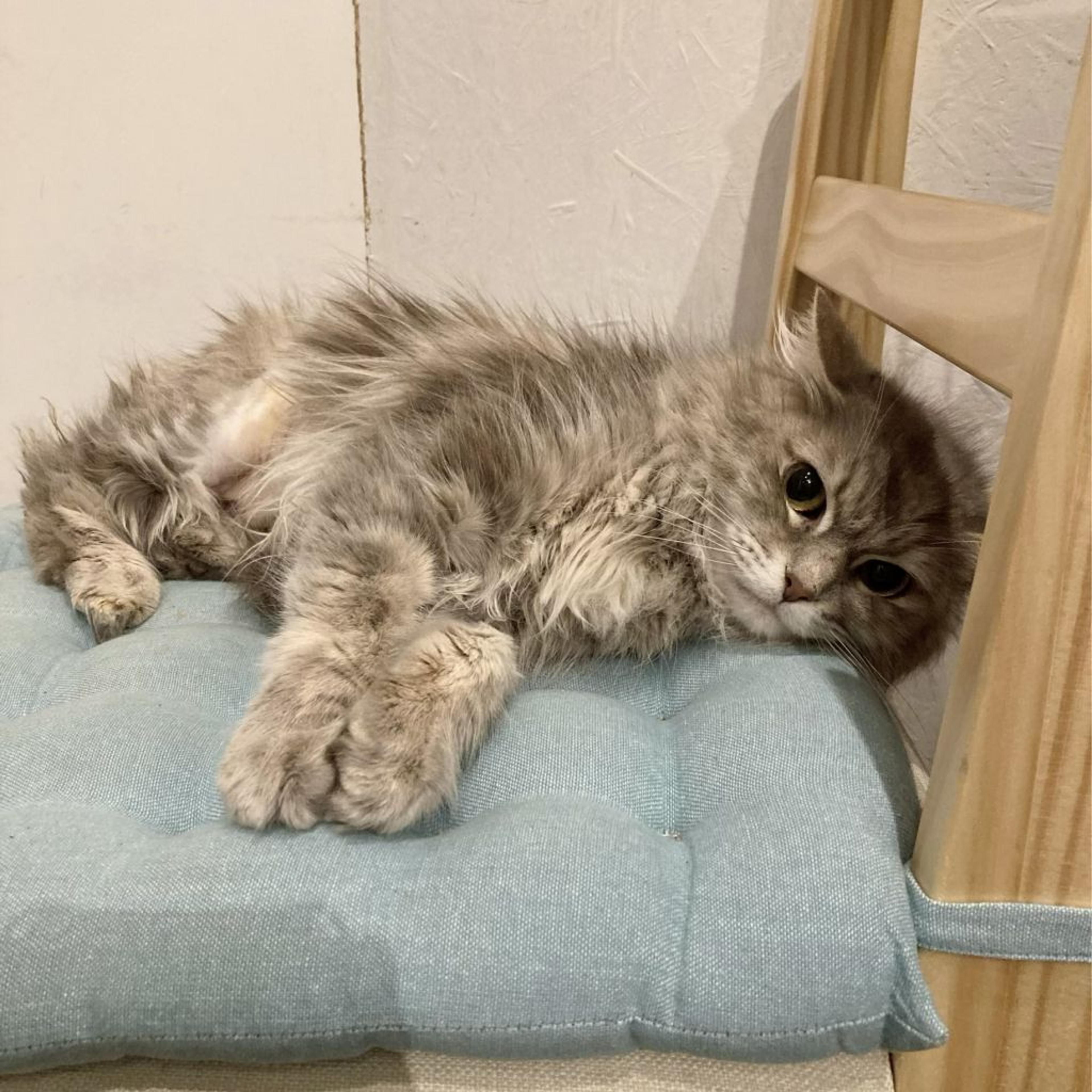 pet-image-4